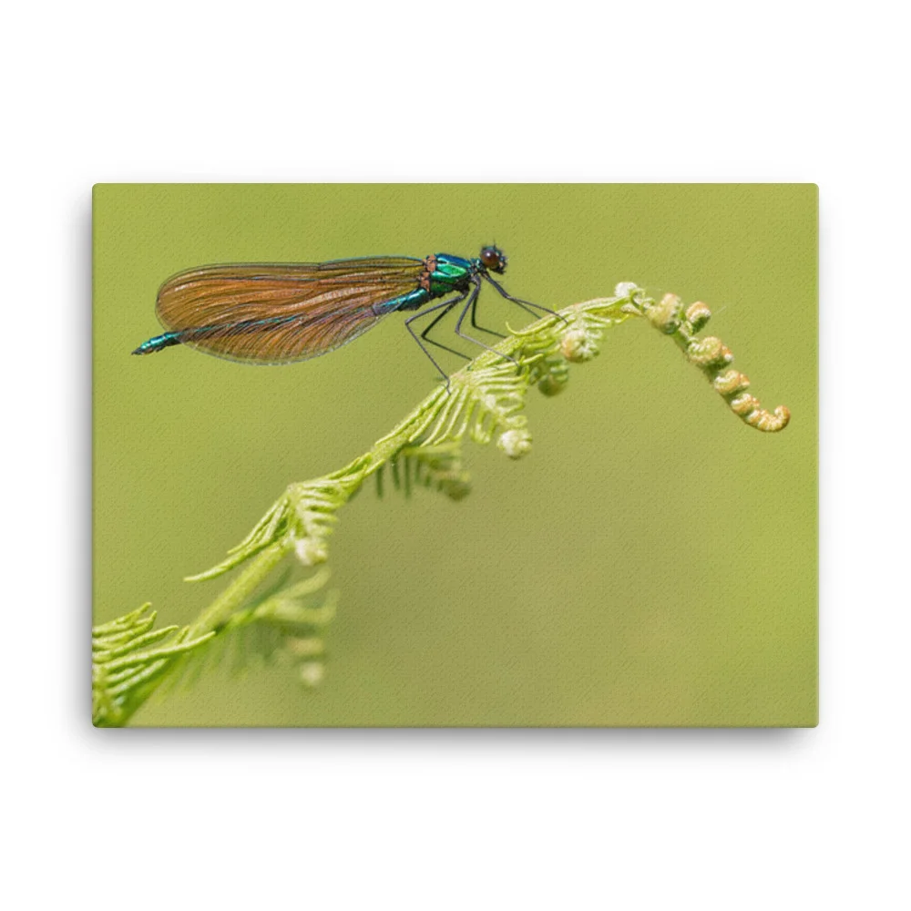 Osprey-Hanging-on-tight-W-17th-September_Forglet-Face-23rd-May_Beautiful-Da_mockup_Wall_Wall_18x24.jpg