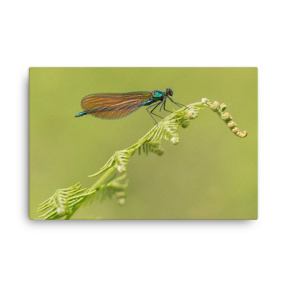 Osprey-Hanging-on-tight-W-17th-September_Forglet-Face-23rd-May_Beautiful-Da_mockup_Wall_Wall_24x36.jpg