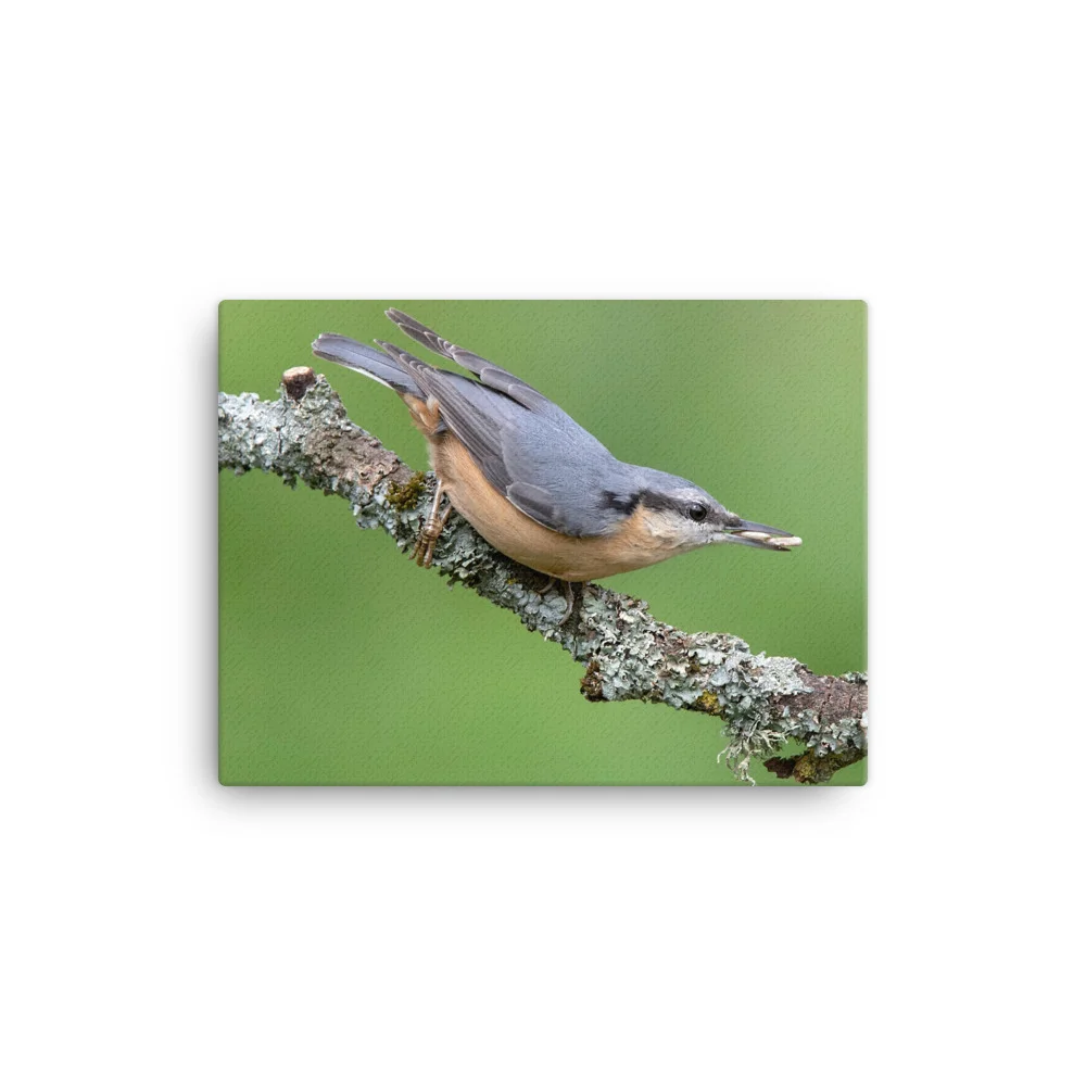 Nuthatch-2-19th-August-W_mockup_Wall_Wall_12x16.jpg