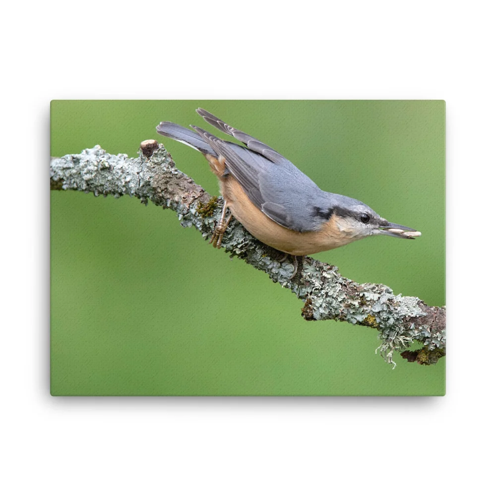 Nuthatch-2-19th-August-W_mockup_Wall_Wall_18x24.jpg