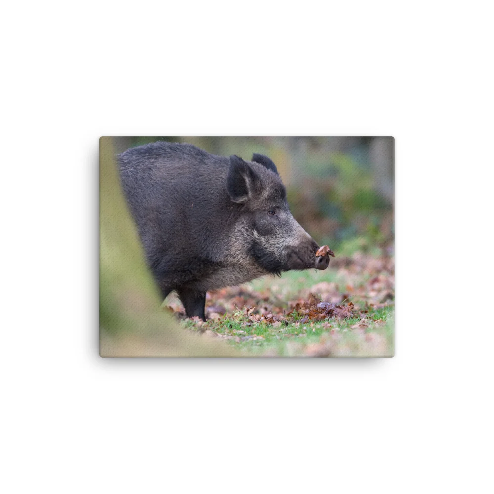 Wild-Boar-W-23th-November-17-copy_mockup_Wall_Wall_12x16.jpg