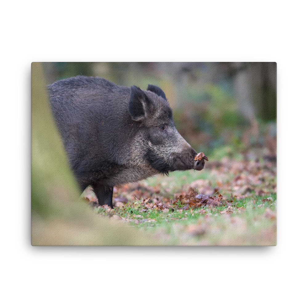Wild-Boar-W-23th-November-17-copy_mockup_Wall_Wall_18x24.jpg