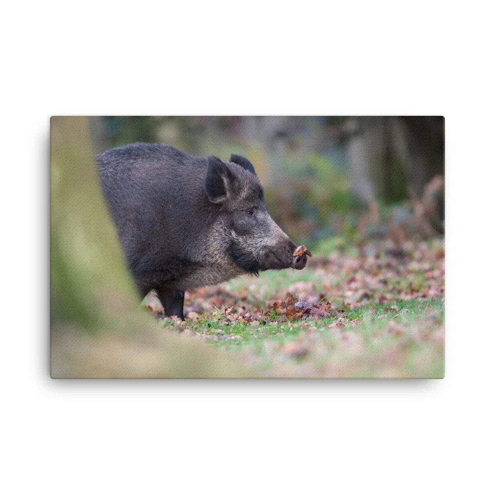 Wild-Boar-W-23th-November-17-copy_mockup_Wall_Wall_24x36.jpg