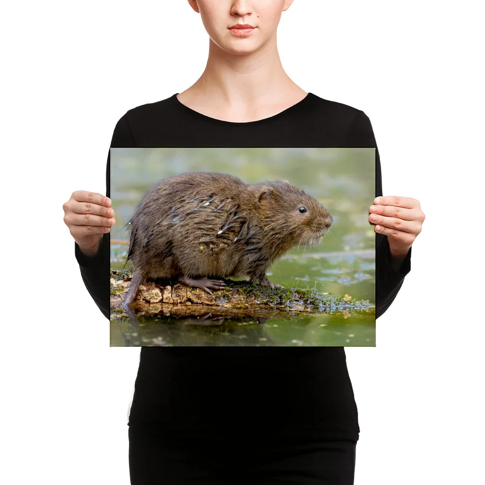 Water-Vole-W-31st-July-16_mockup_Person_Person_12x16.jpg