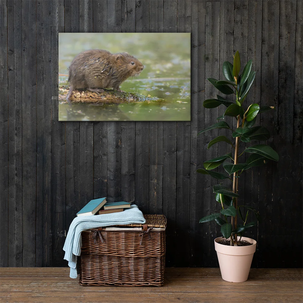 Water-Vole-W-31st-July-16_mockup_Lifestyle_Lifestyle_24x36.jpg