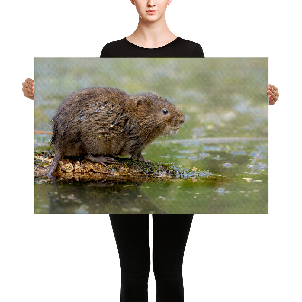 Water-Vole-W-31st-July-16_mockup_Person_Person_24x36.jpg