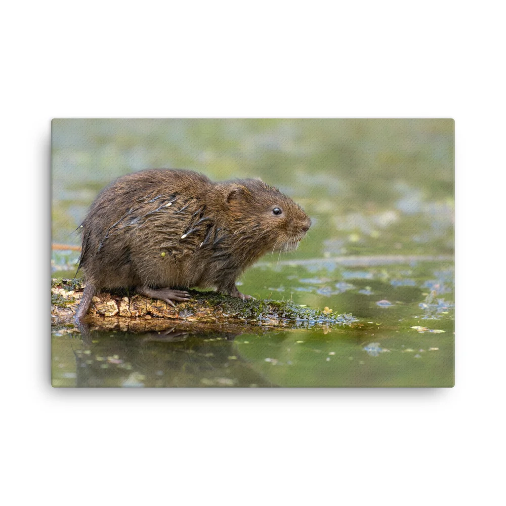 Water-Vole-W-31st-July-16_mockup_Wall_Wall_24x36.jpg