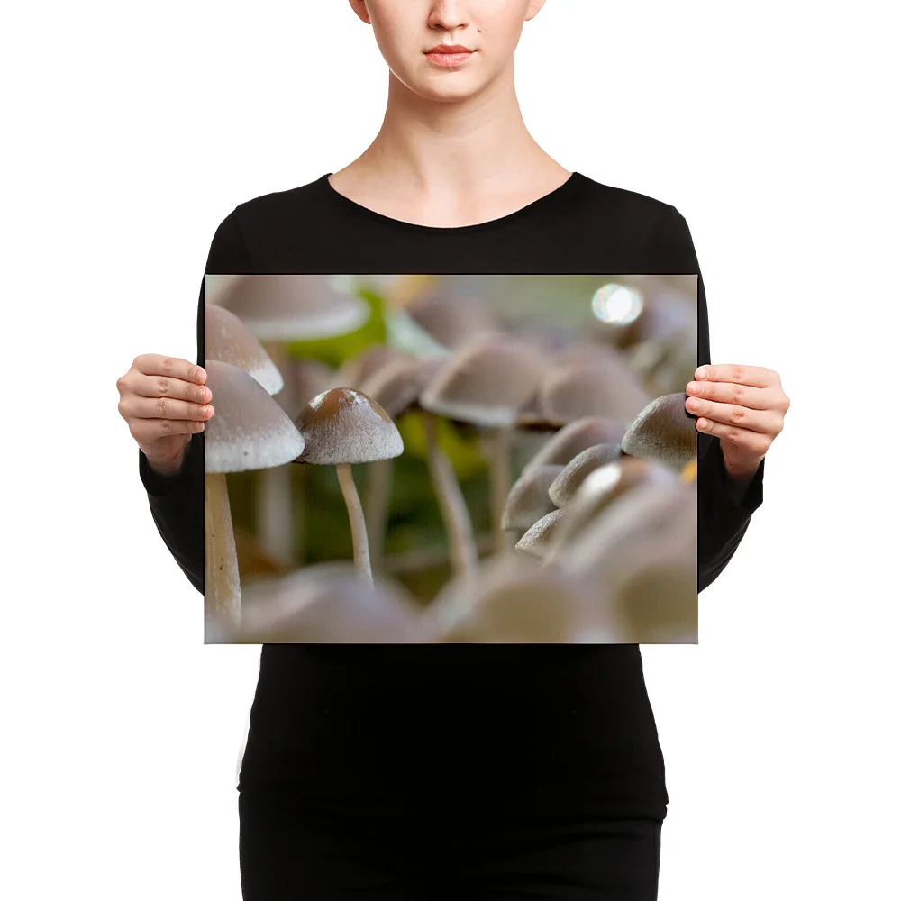 Mushrooms-W-6th-September_mockup_Person_Person_12x16.jpg