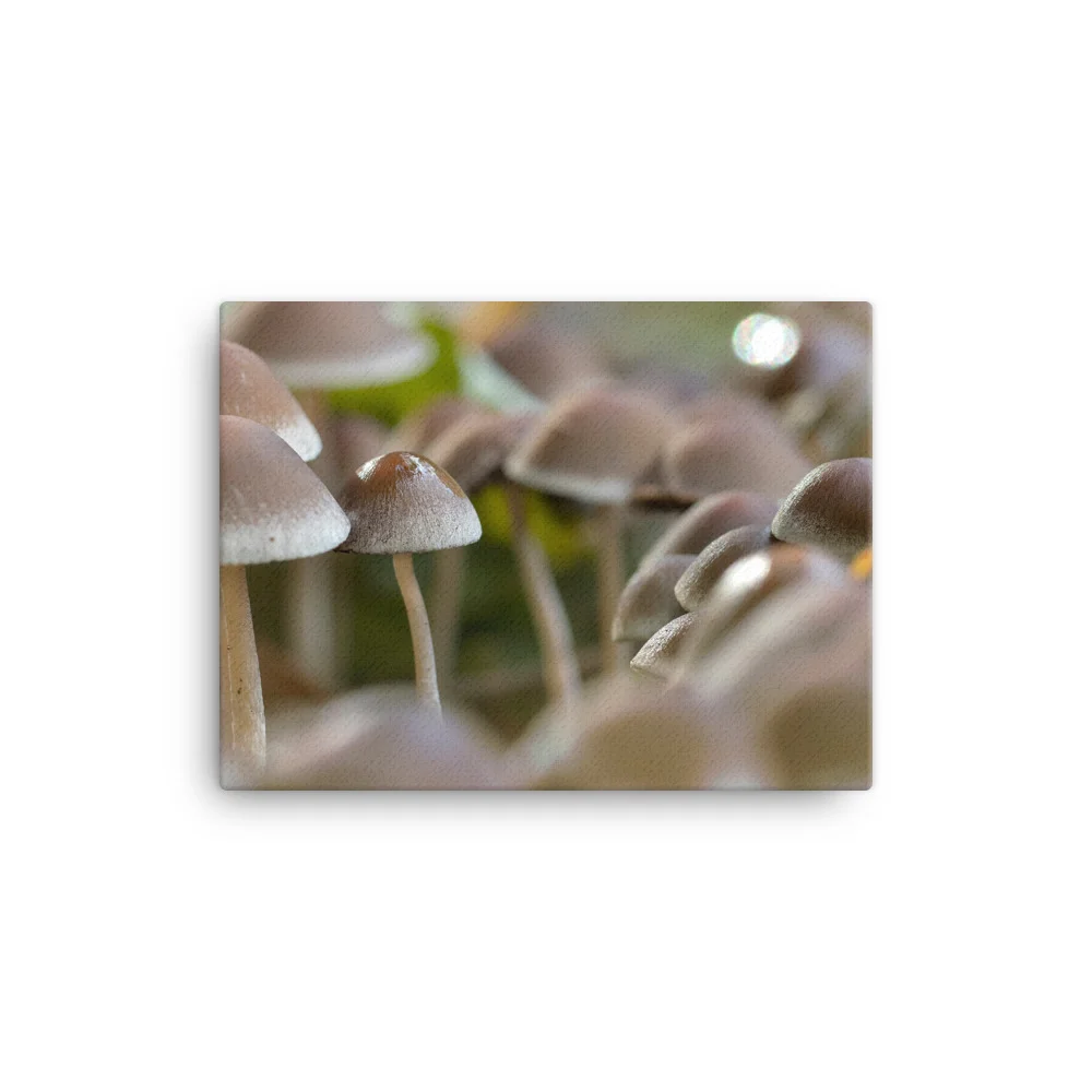 Mushrooms-W-6th-September_mockup_Wall_Wall_12x16.jpg