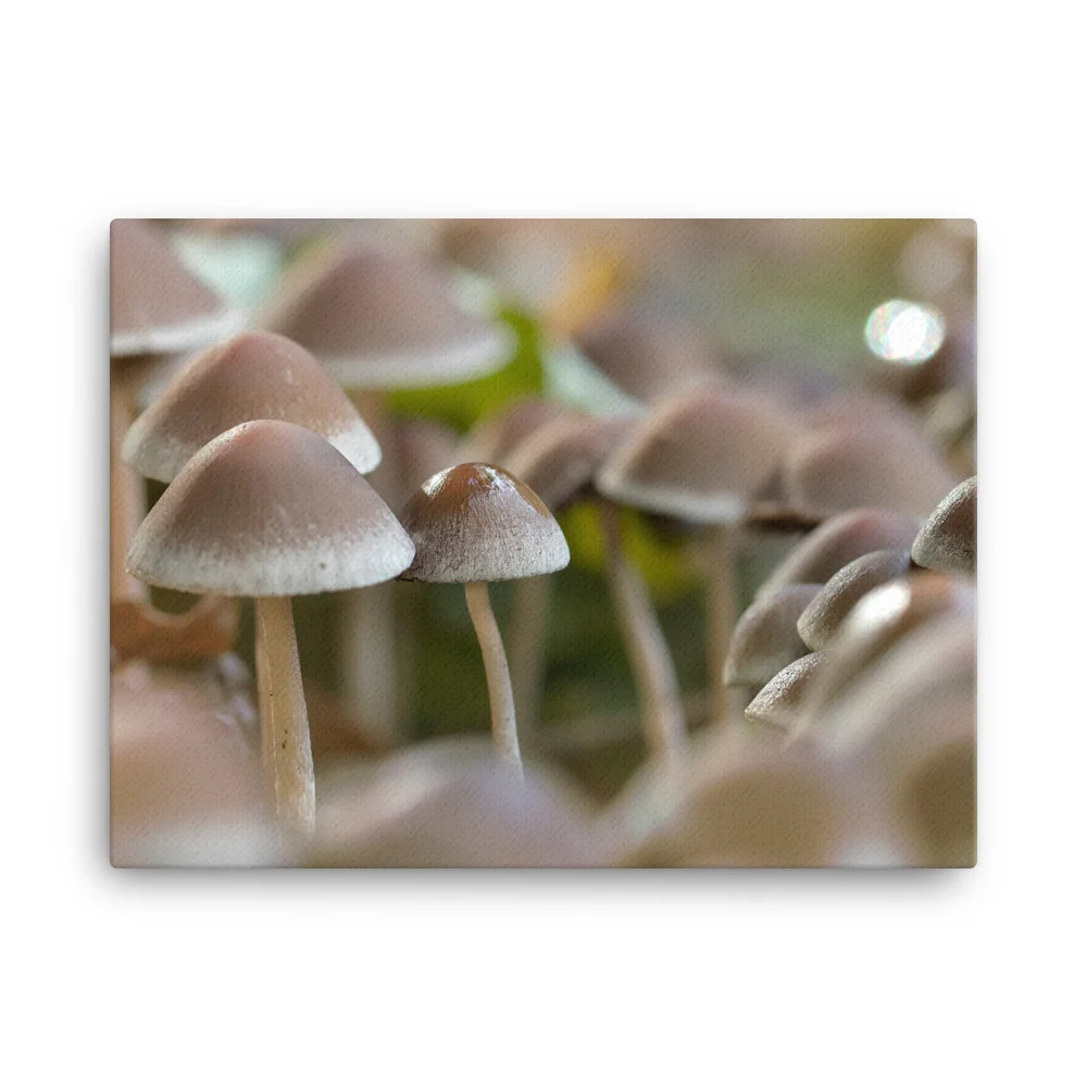 Mushrooms-W-6th-September_mockup_Wall_Wall_18x24.jpg
