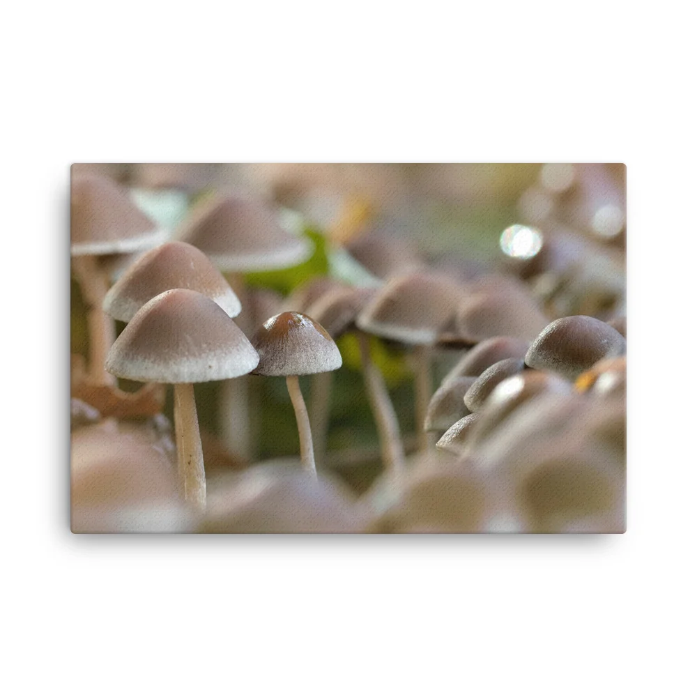 Mushrooms-W-6th-September_mockup_Wall_Wall_24x36.jpg