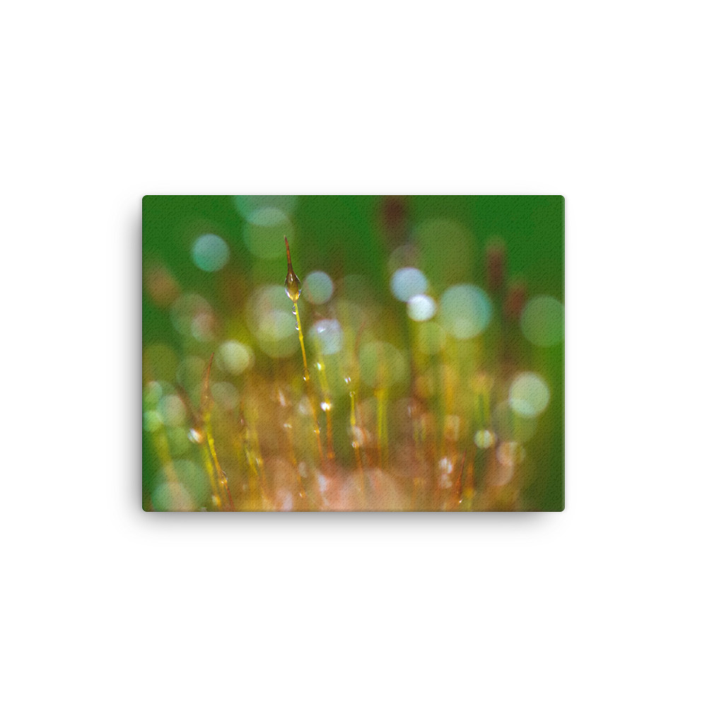 Wall-Screw-Moss-30th-January_mockup_Wall_Wall_12x16.jpg