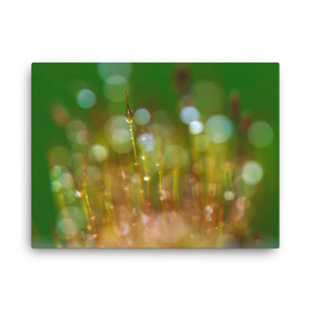 Wall-Screw-Moss-30th-January_mockup_Wall_Wall_18x24.jpg
