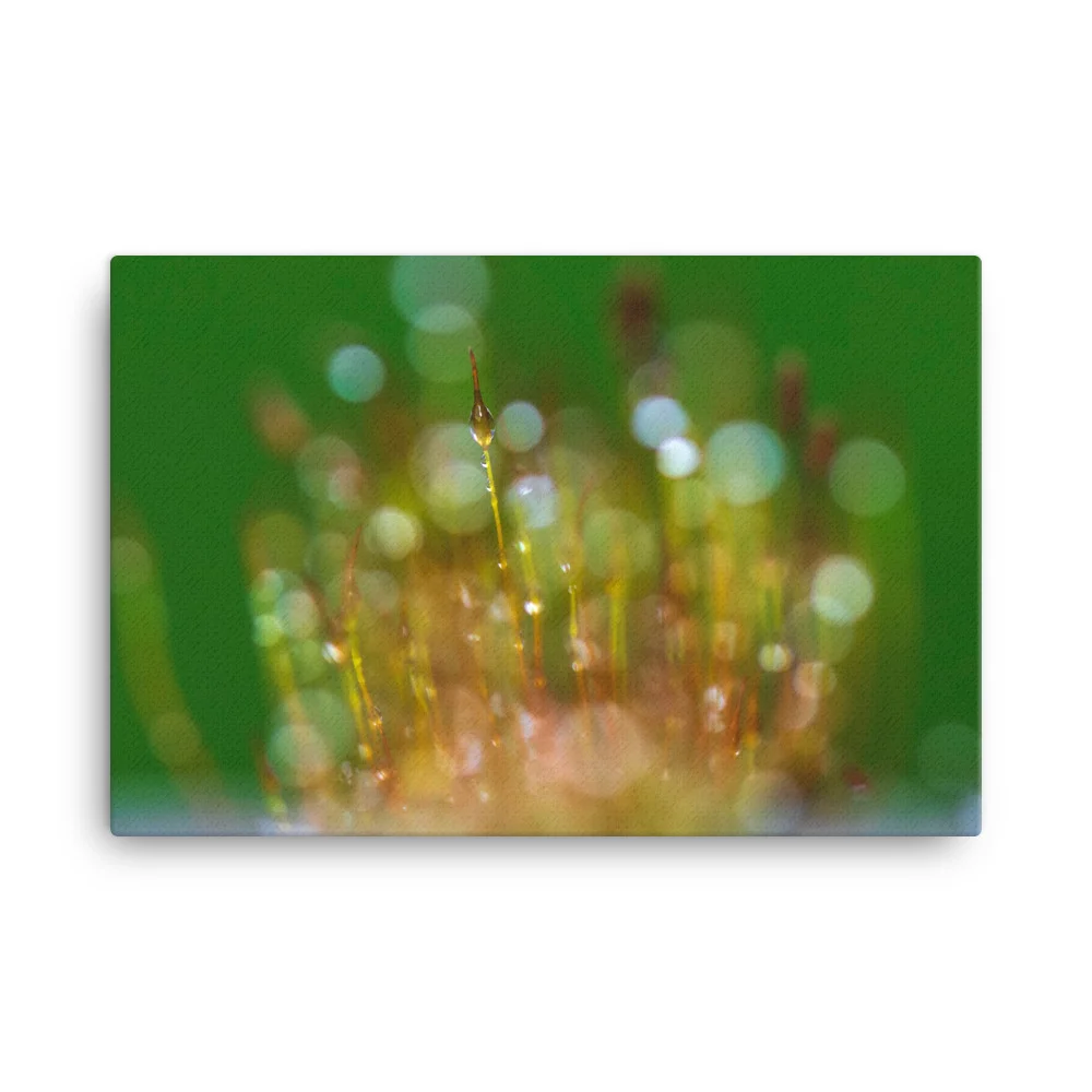 Wall-Screw-Moss-30th-January_mockup_Wall_Wall_24x36.jpg