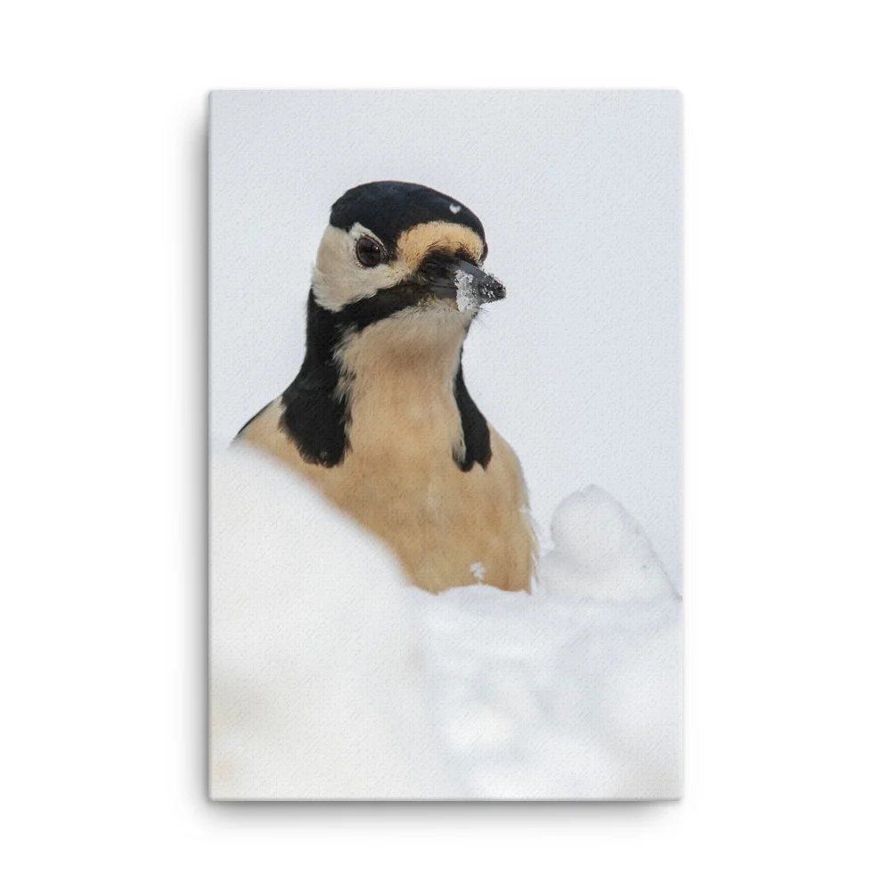 Woodepecker-Snowbeak-1st-February_mockup_Wall_Wall_24x36.jpg