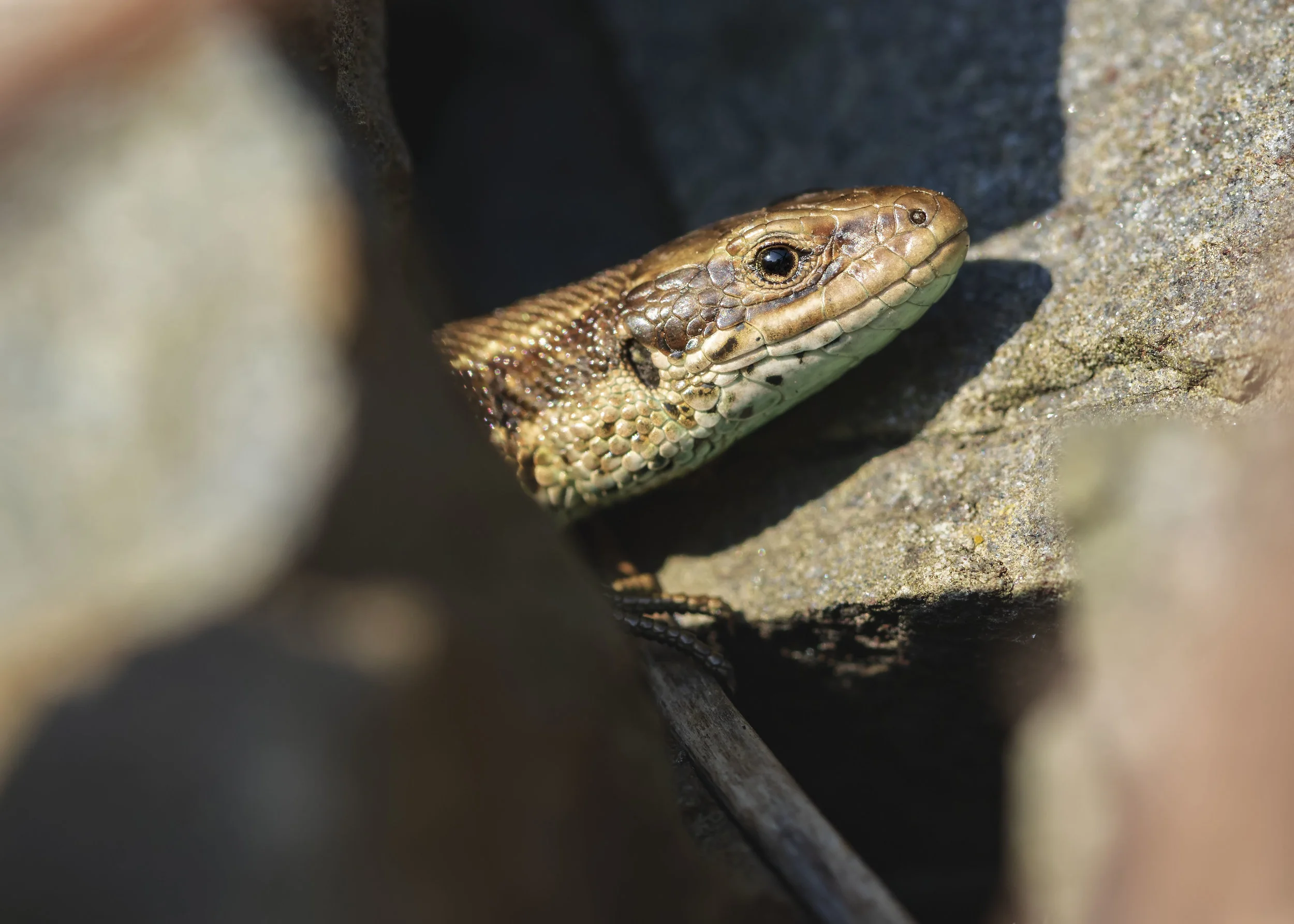 Reptile Survey