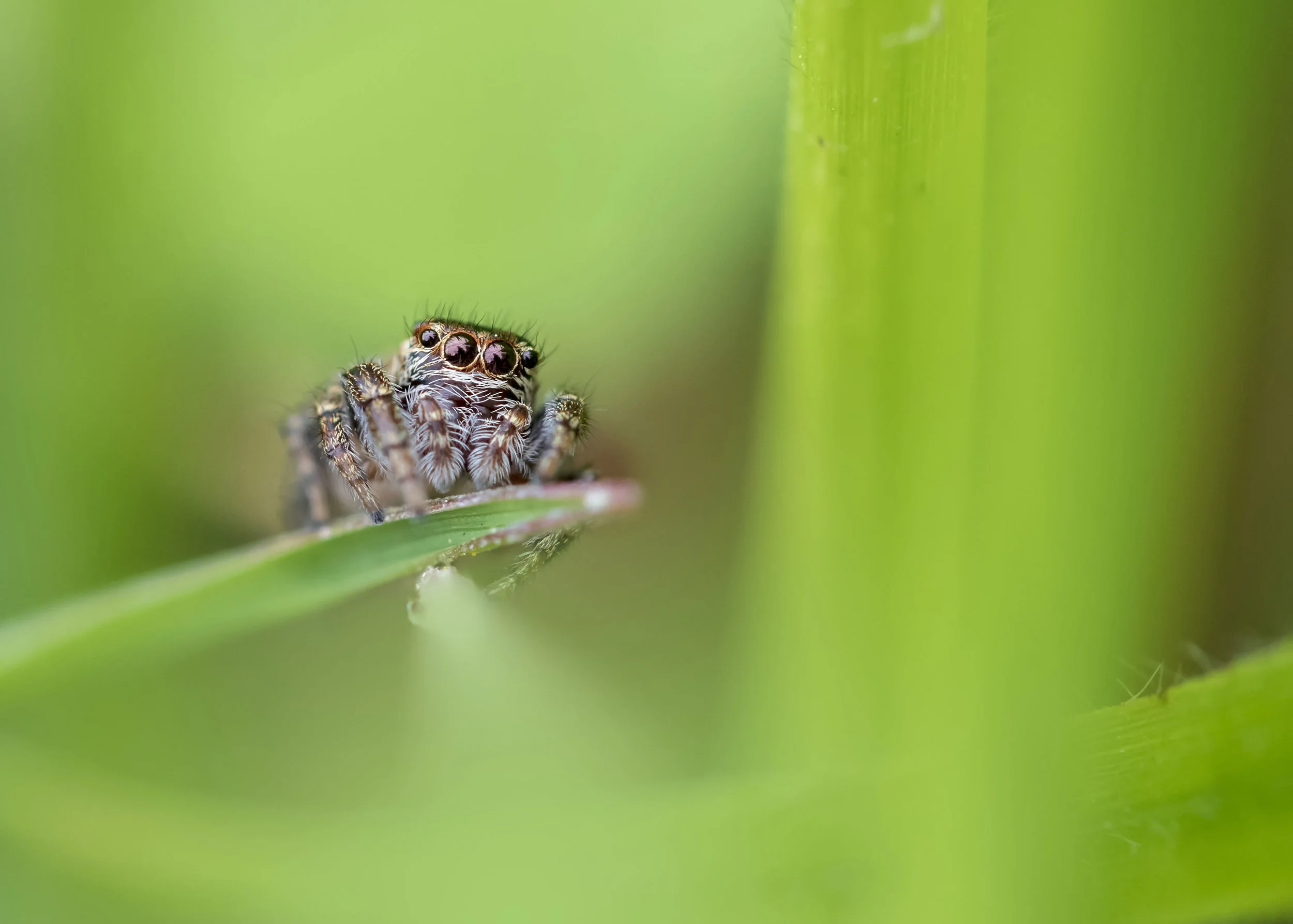Jumping Spider 23rd April.jpg
