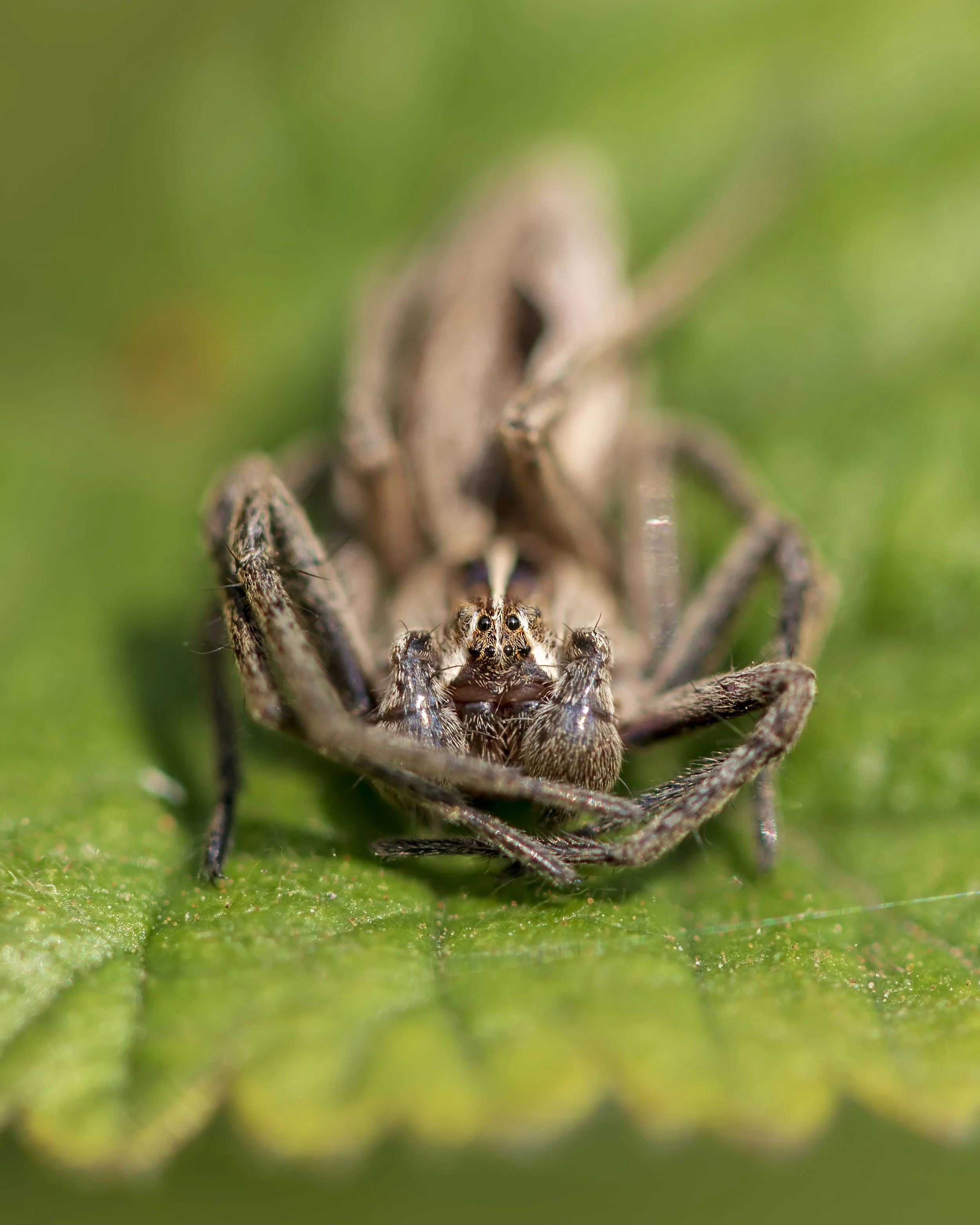 Nursery-web Spider 22nd April.jpg