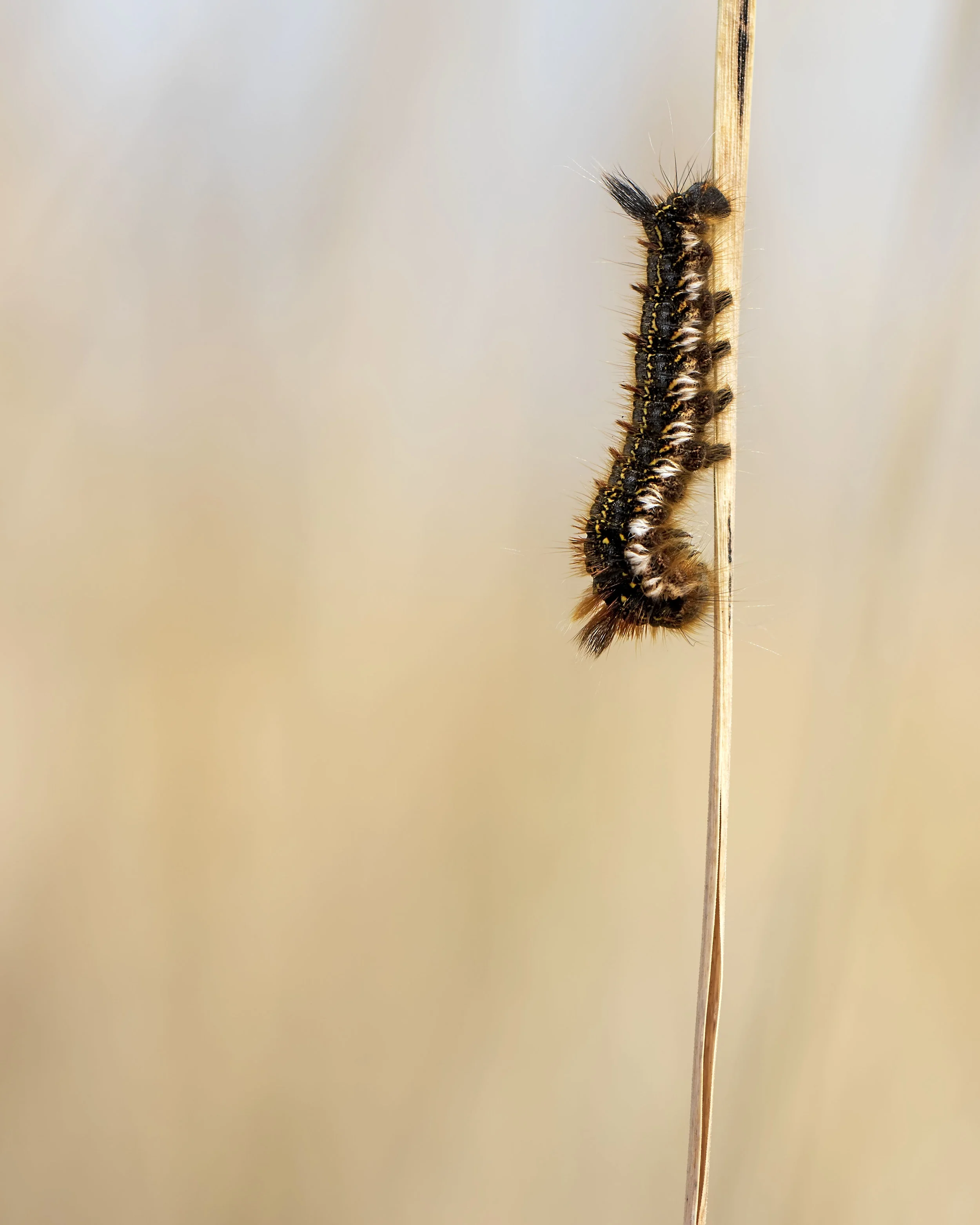 Drinker Moth Caterpillar 22nd April.jpg