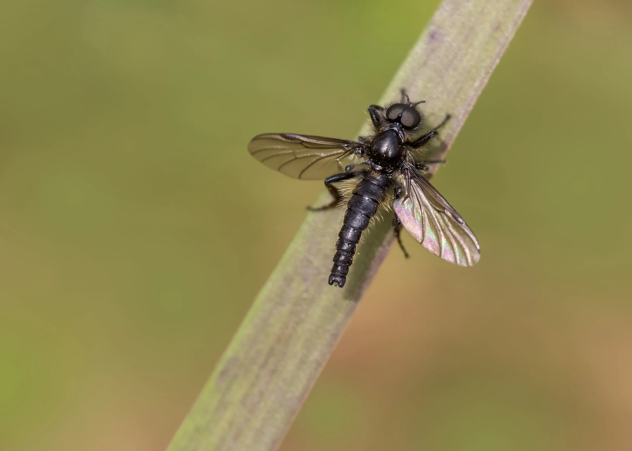 St Marks Fly Male 18th April.jpg