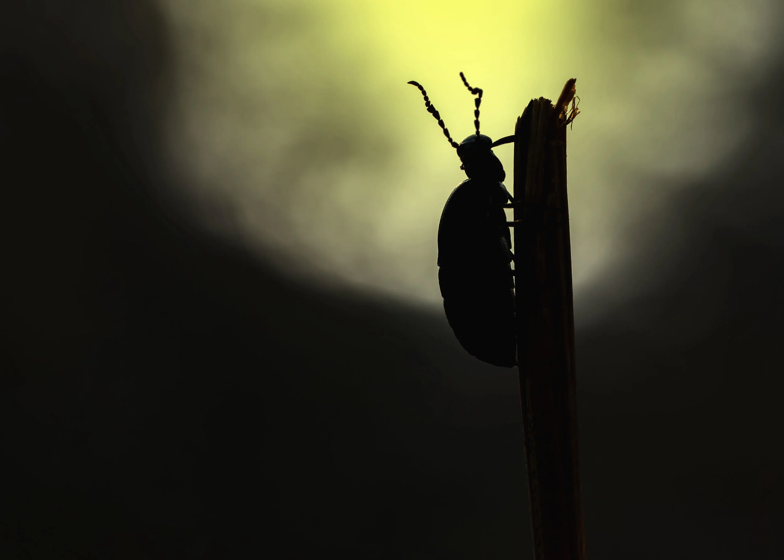 Oil Beetle Sunset 17th April.jpg