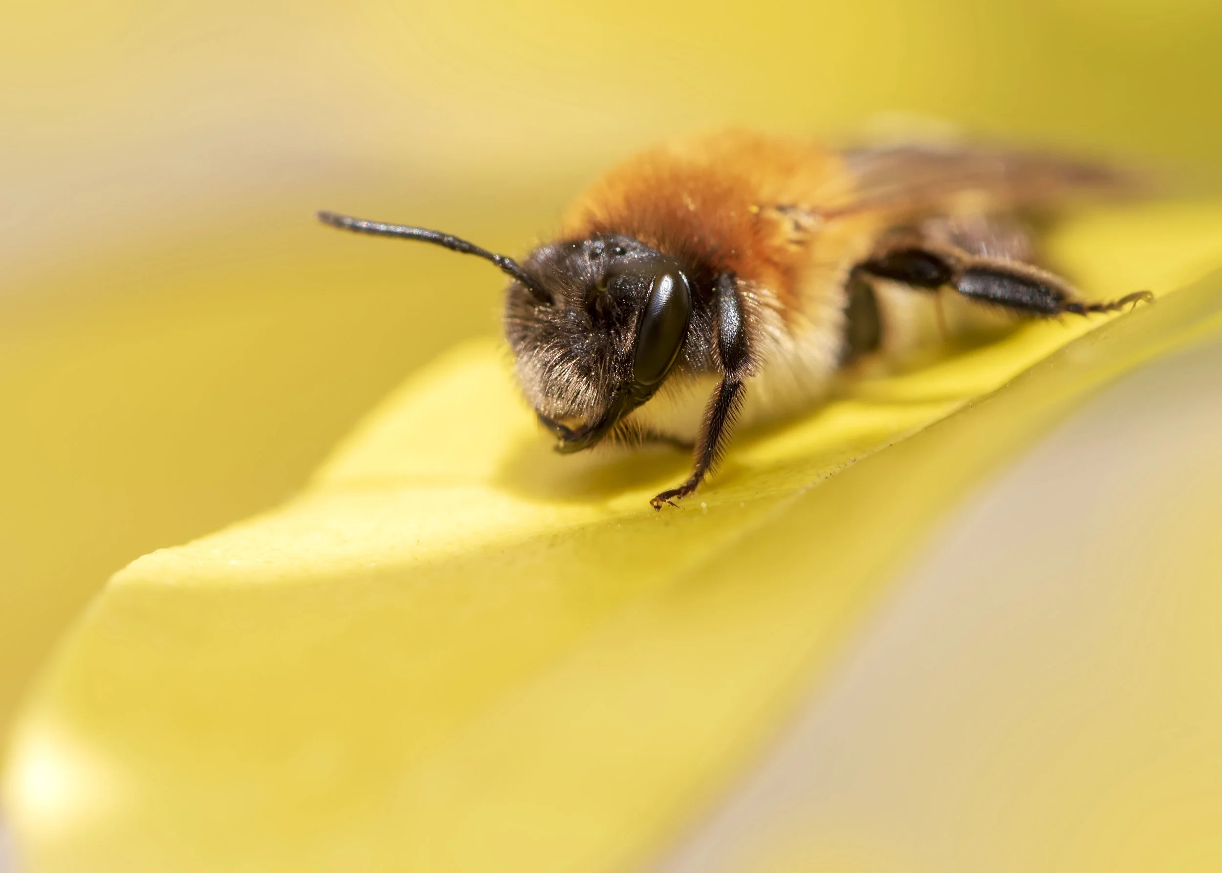 Grey-patched Mining Bee S 12th April.jpg
