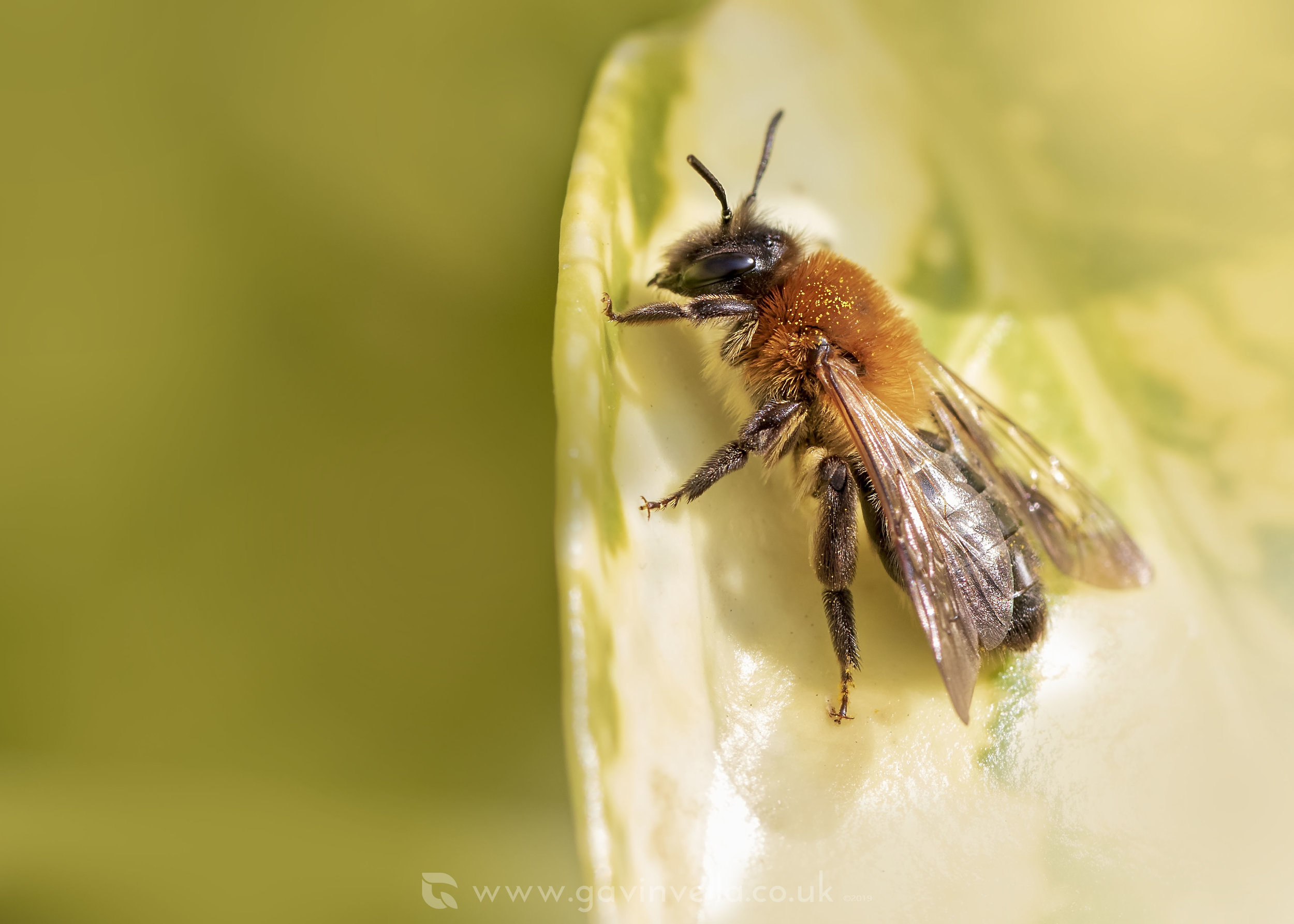 Grey-patched Mining Bee - Andrena nitida W.jpg