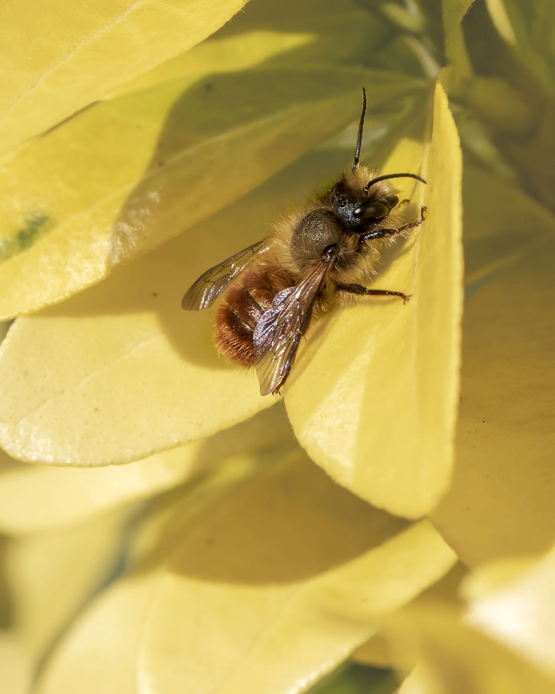 Red Mason Bee 11th April.jpg