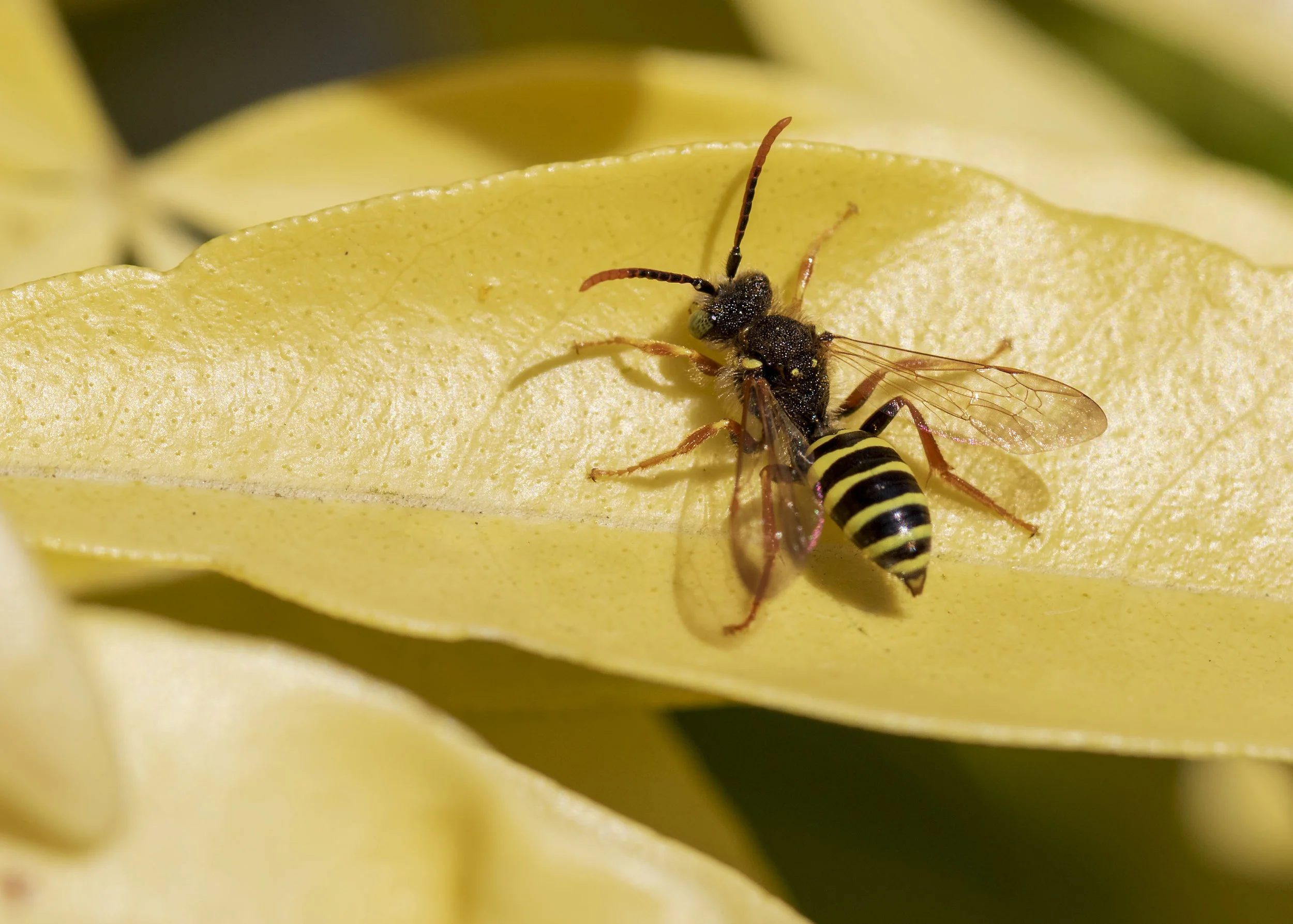 Nomad Bee 11th April.jpg