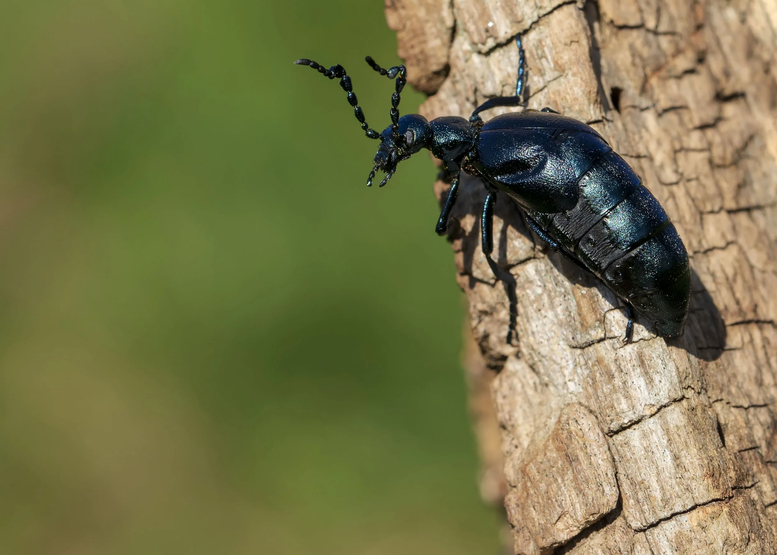 Violet Oil Beetle R 27th March.jpg