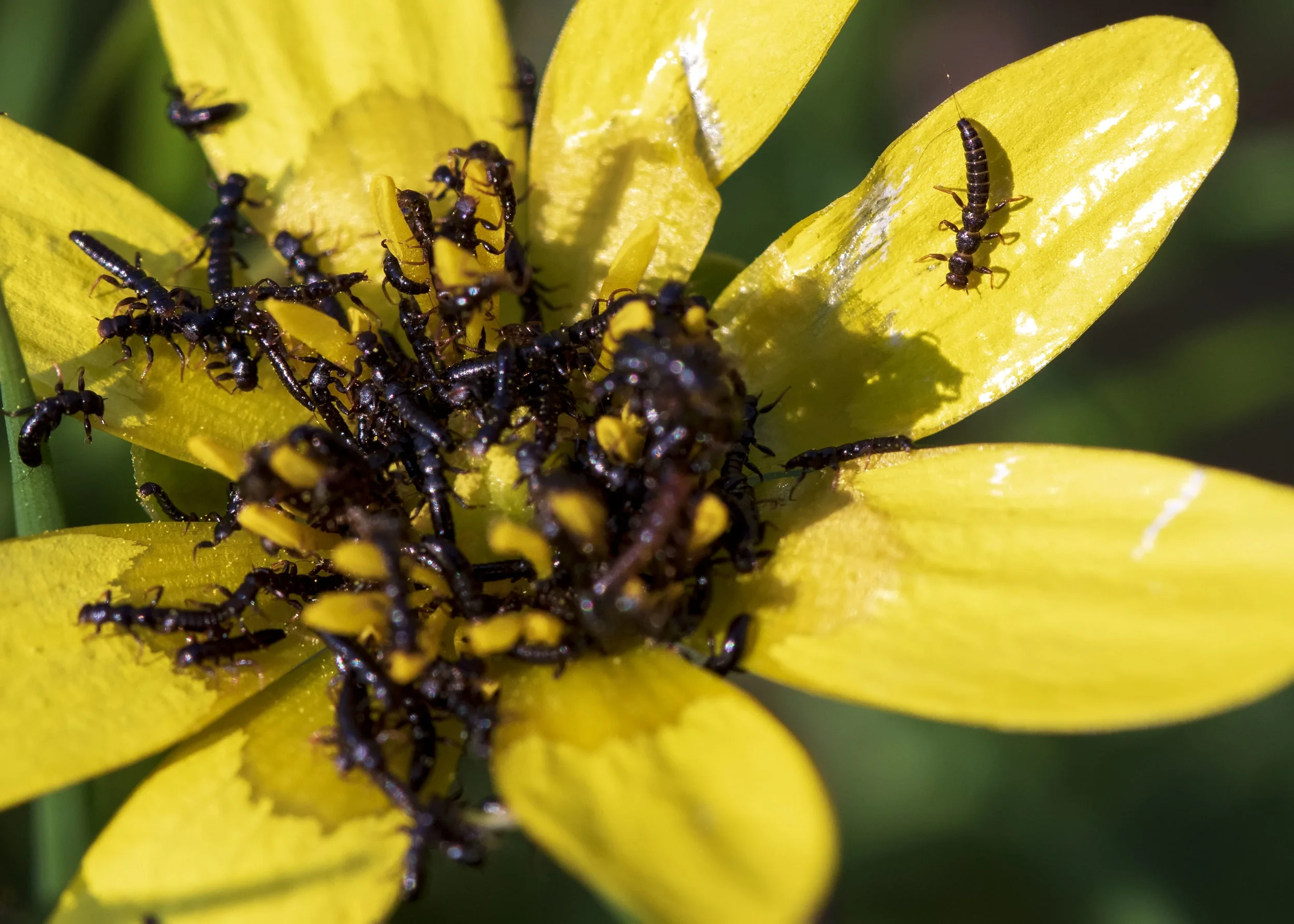 Oil Beetle Larvae2  27th March.jpg