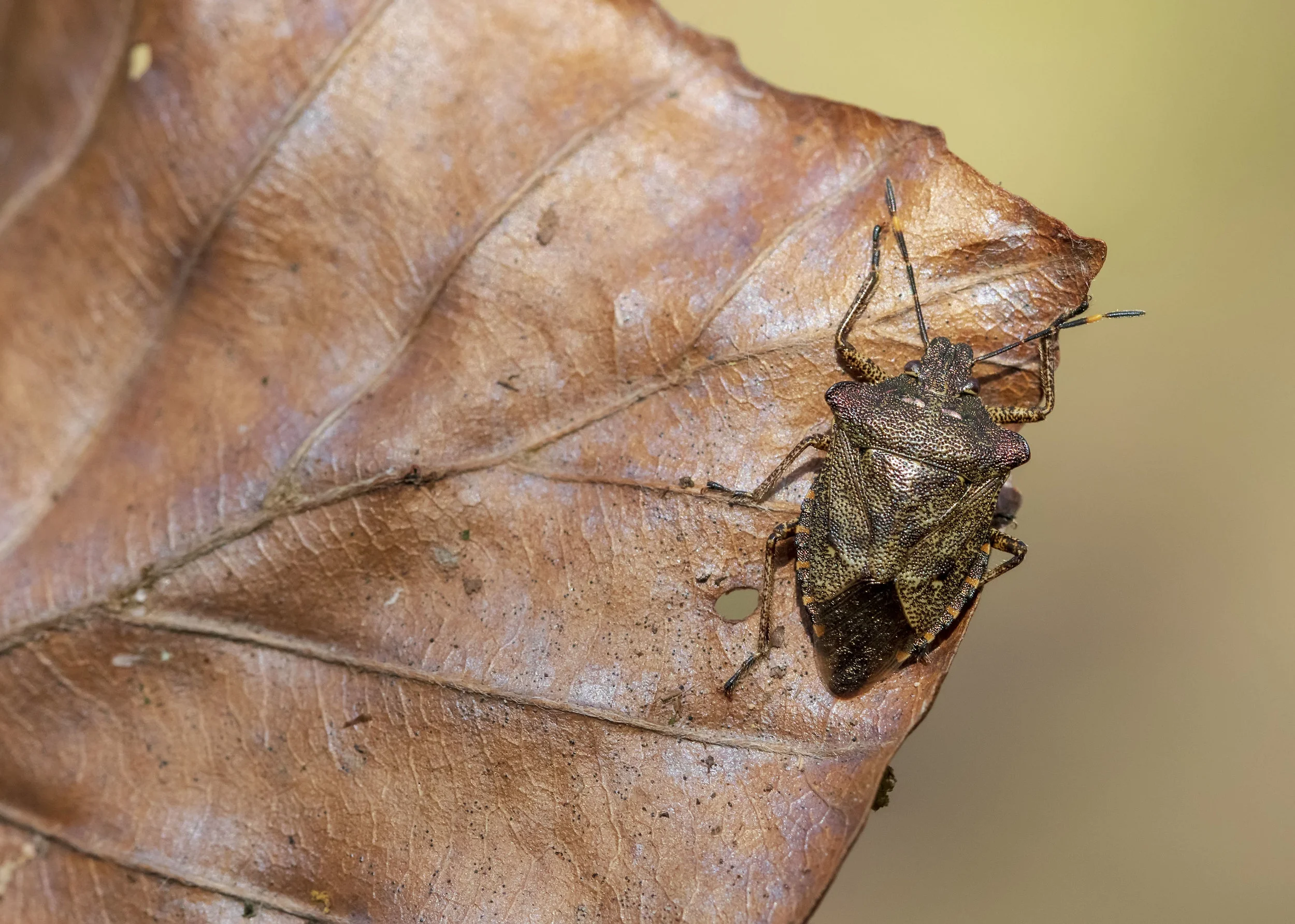 Bronse Shieldbug 27th March.jpg