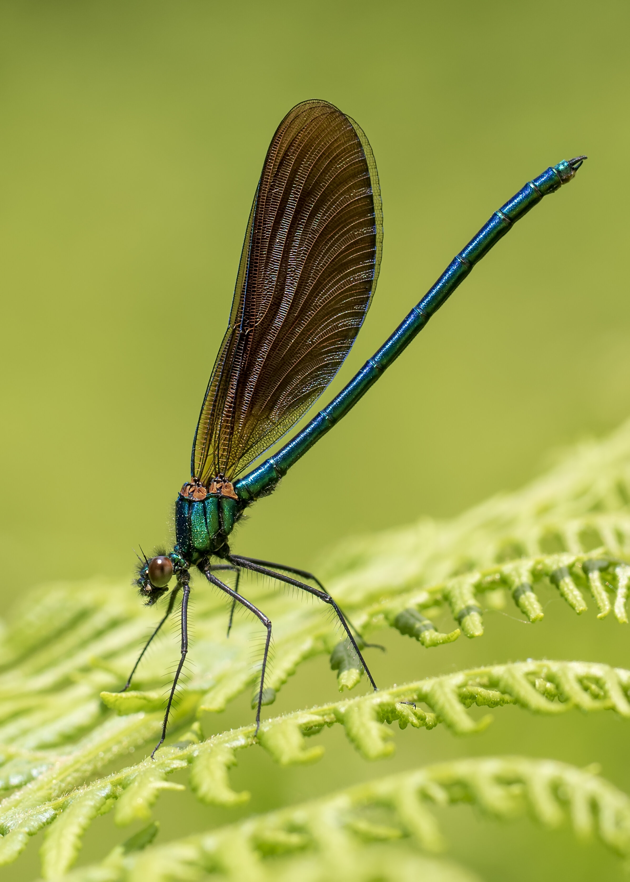 Beautiful Demoiselle Male