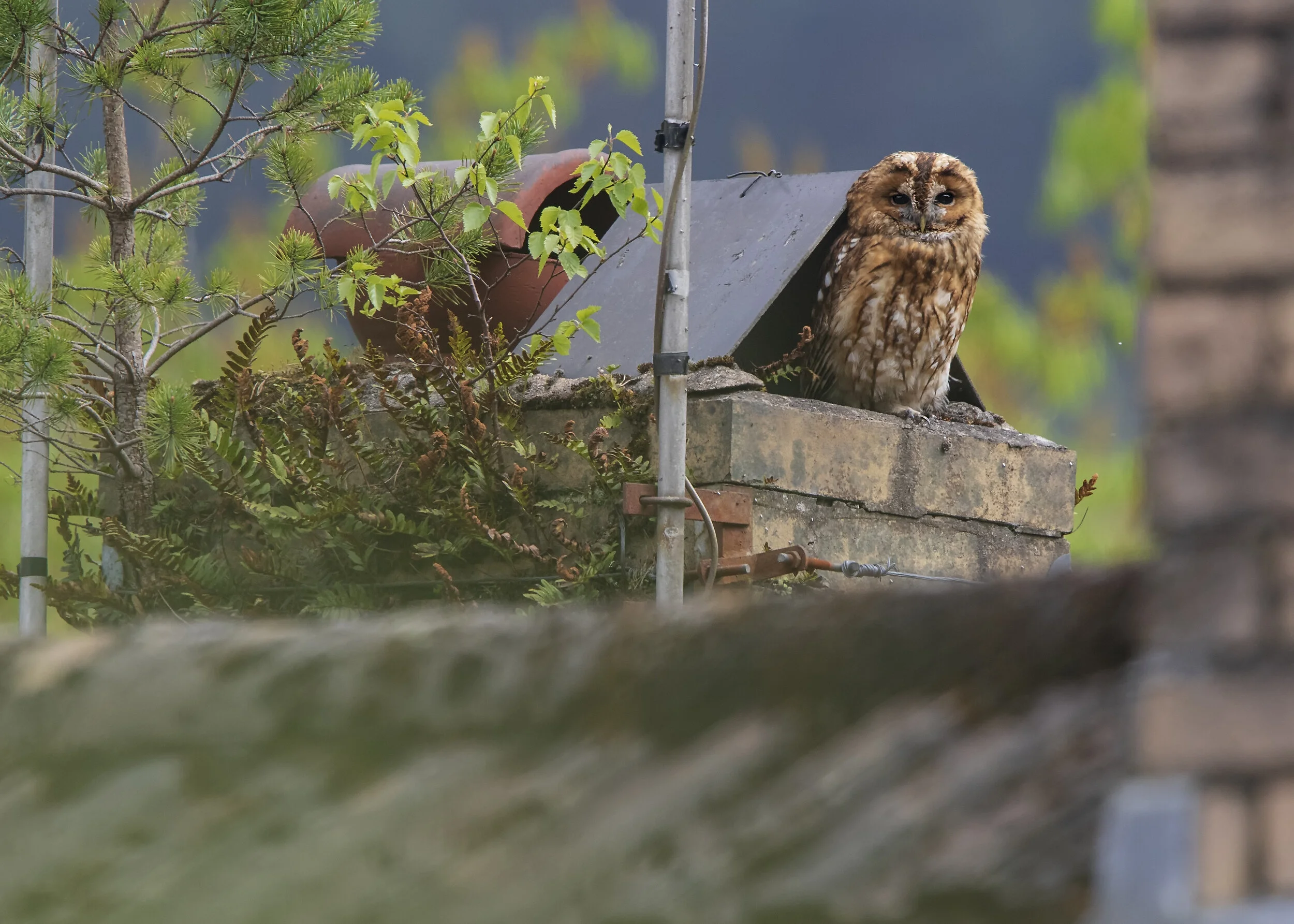 Tawny Owl Chimney 03.05.18 .jpg