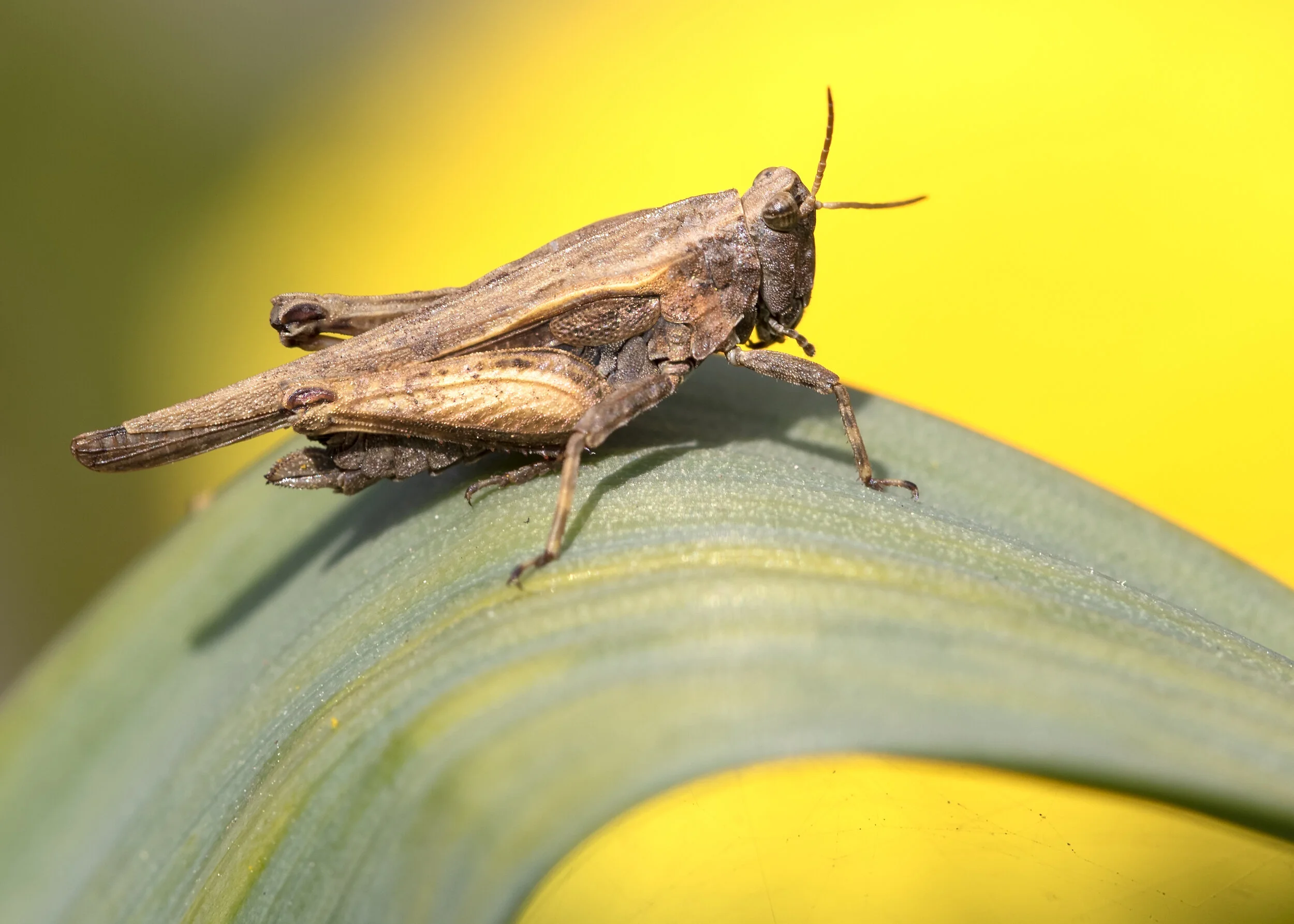 Slender Groundhopper 11.04.20 SR1A6628.jpg