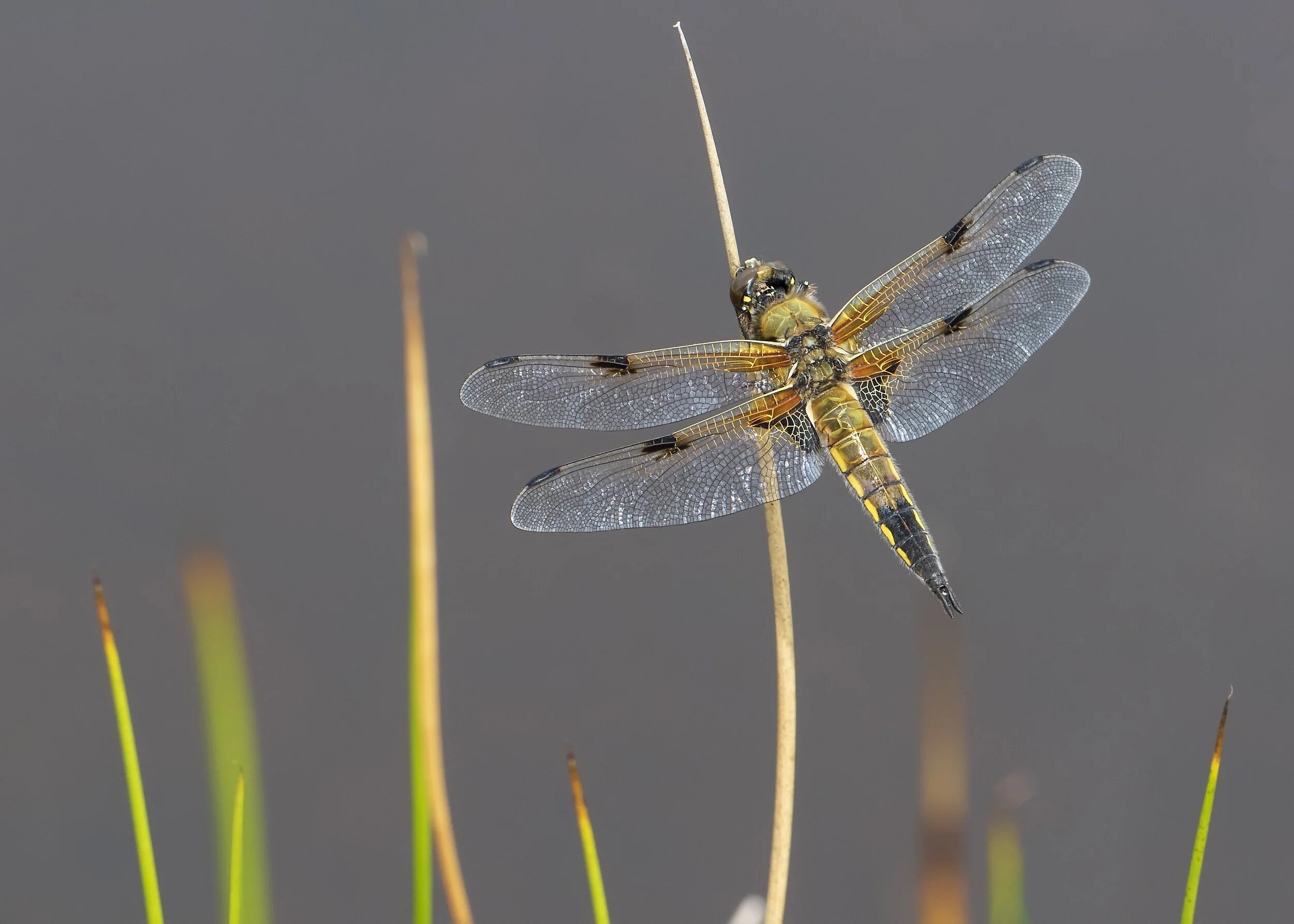 Four-spotted Chaser 23.06.18 .jpg