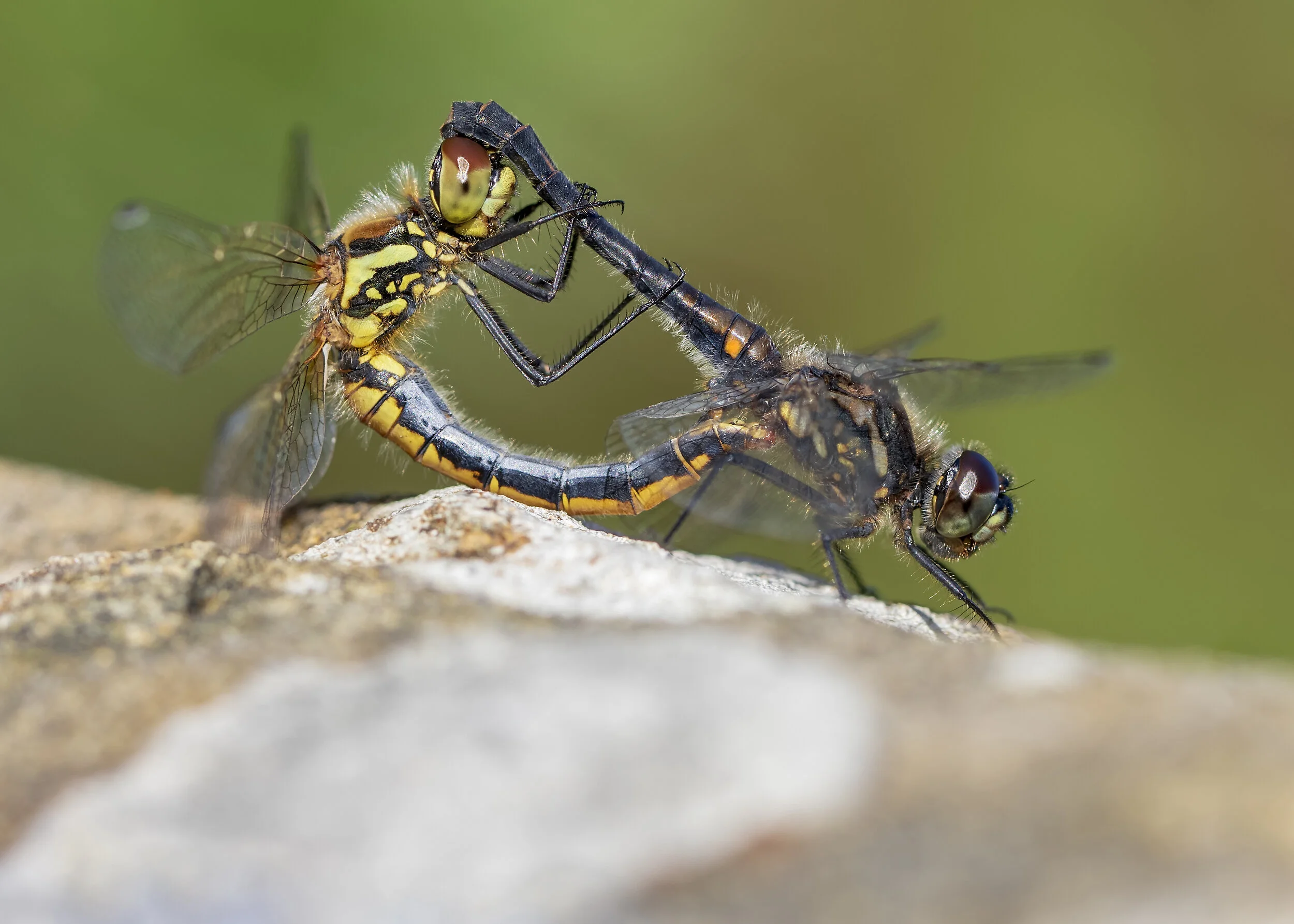 Black Darters 18.07.20 .jpg