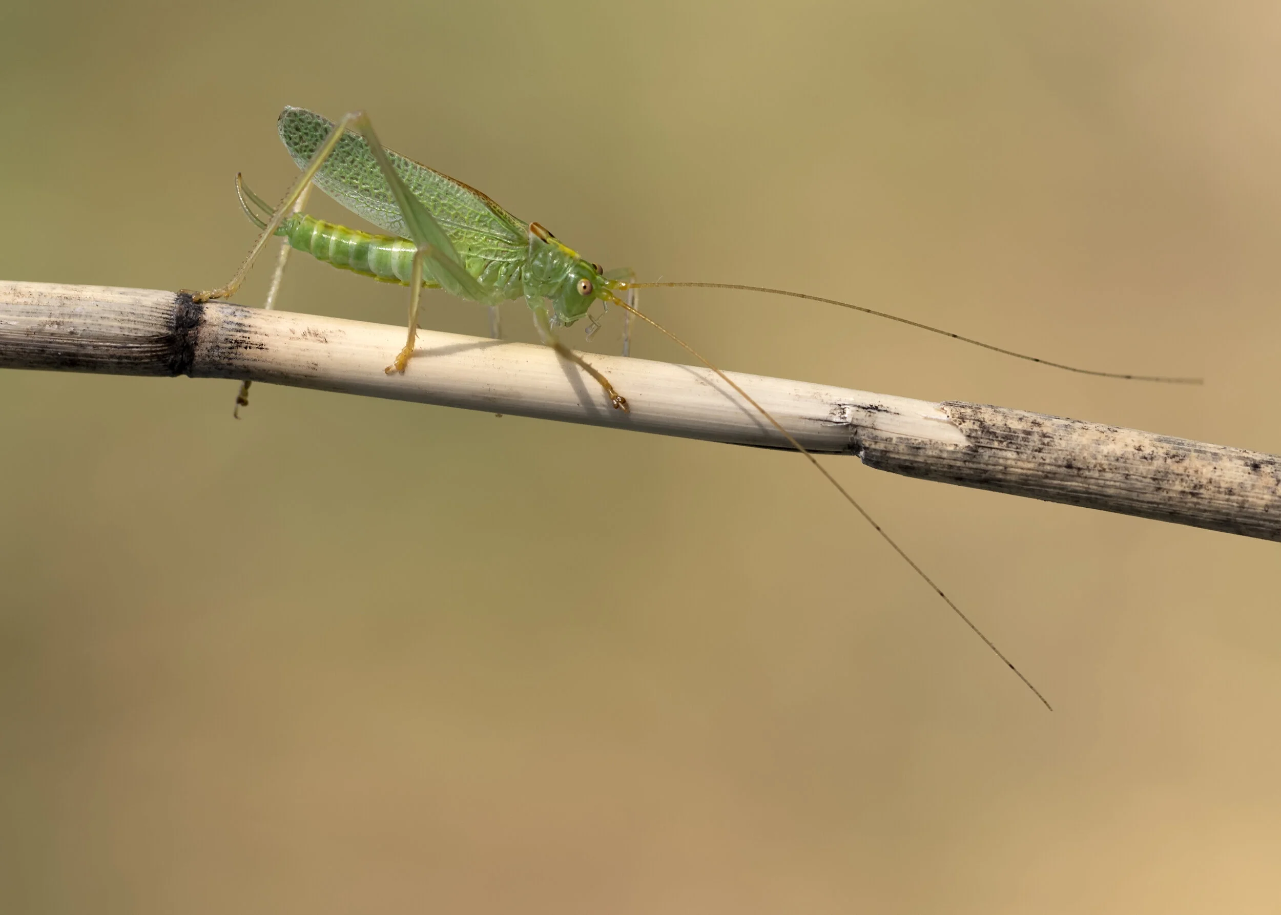 Oak-bush Cricket 19.08.19 .jpg