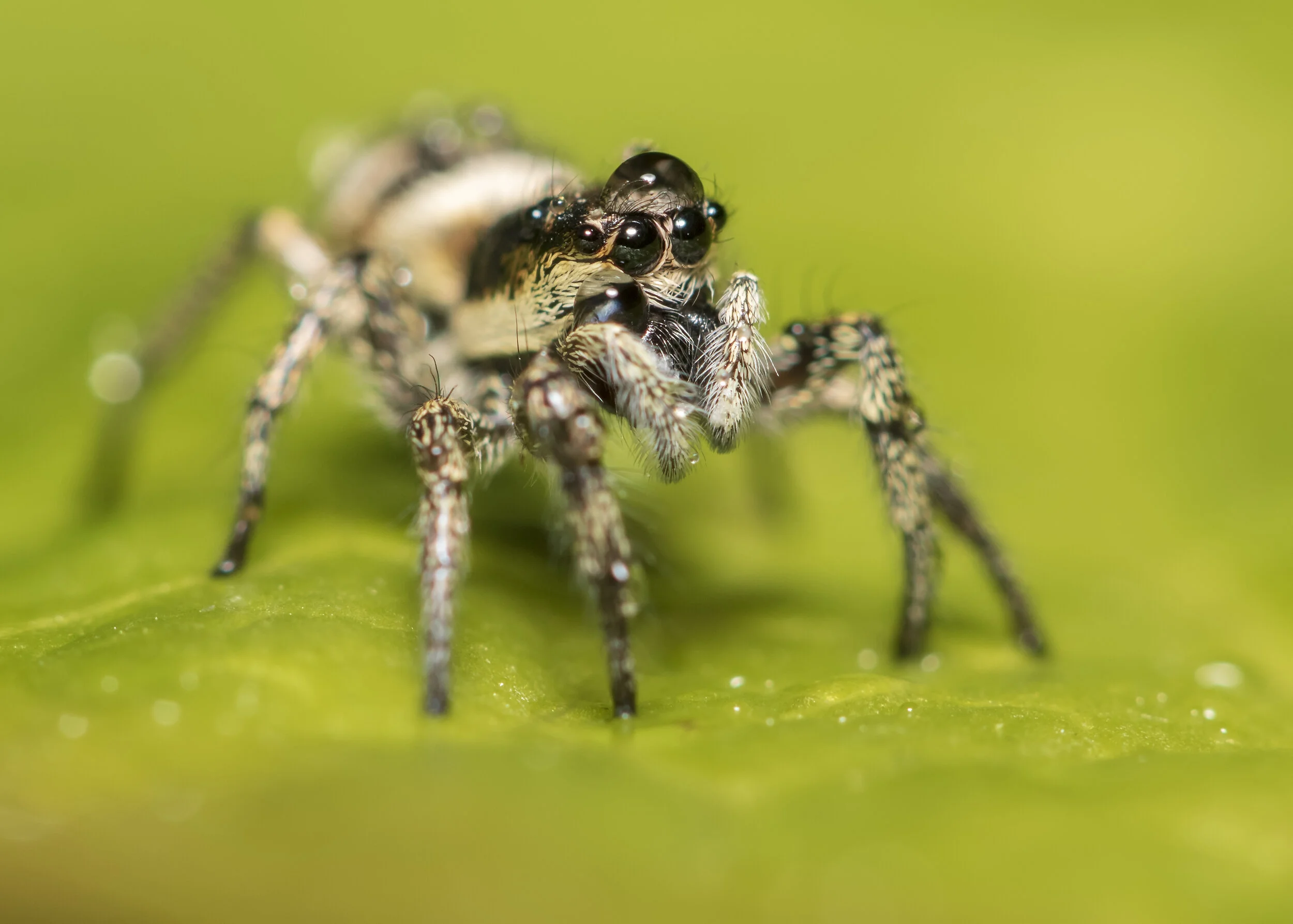Zebra Spider Water Hat 11th May 19.jpg