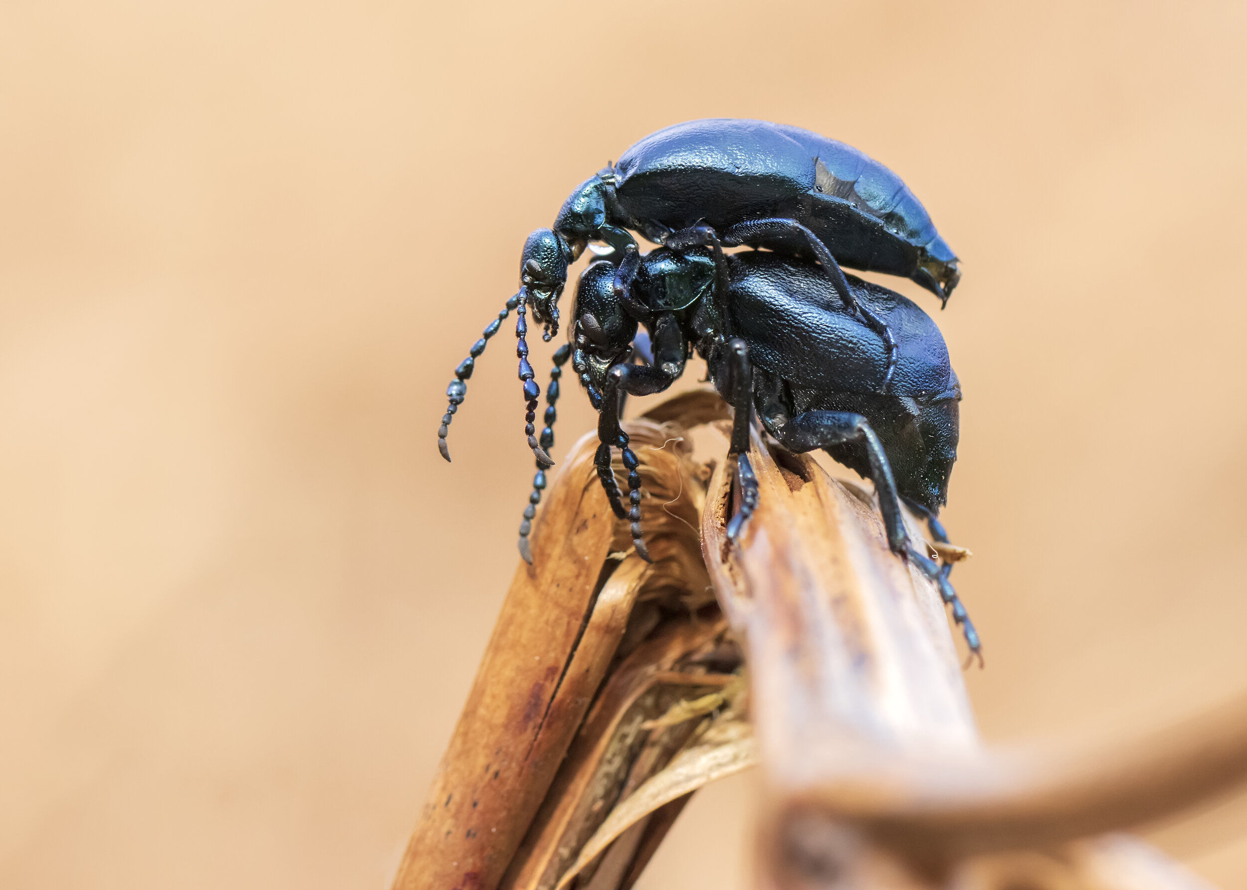 Violet Oil-beetle Mating 13th March copy.jpg