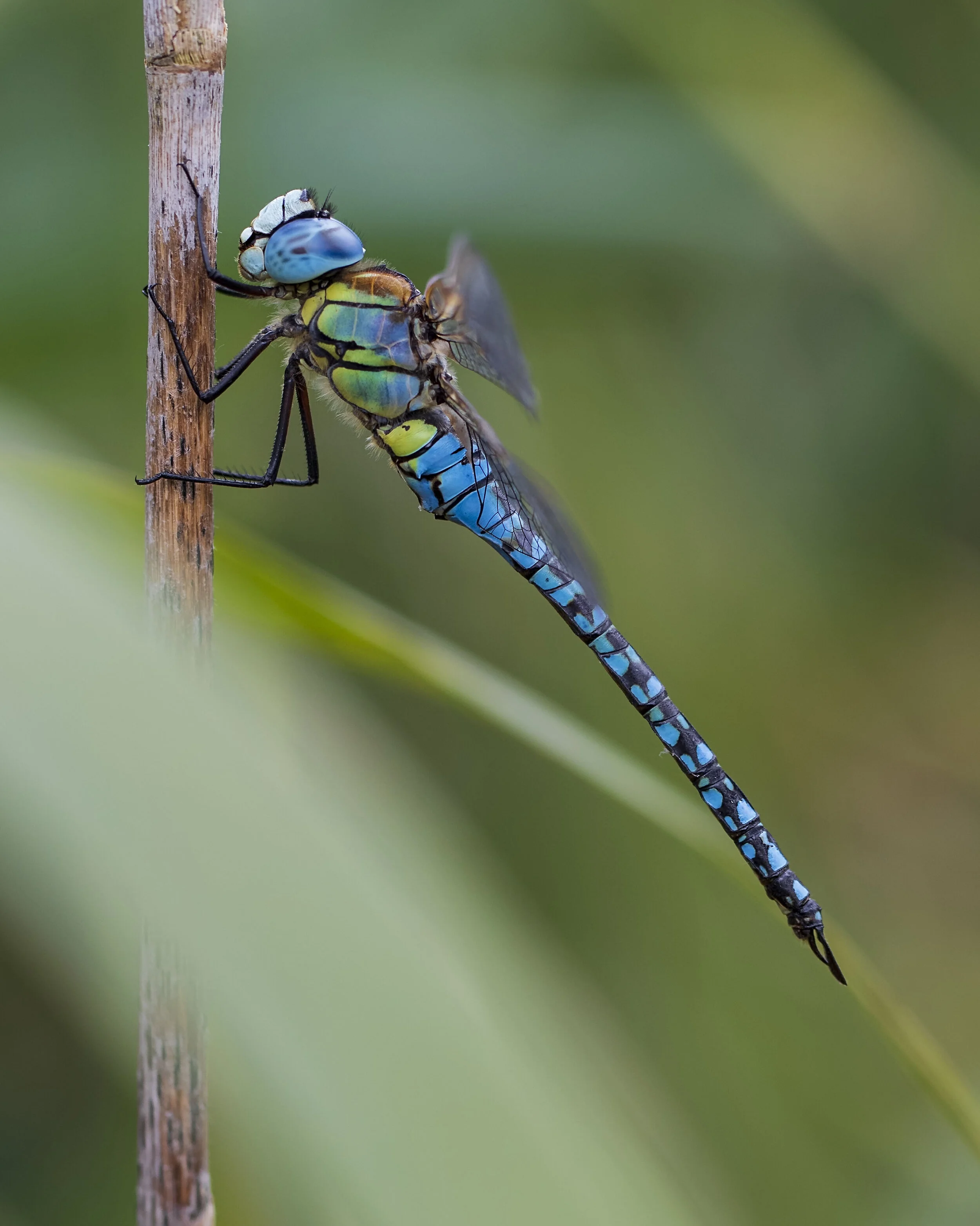 Southern Migrant Hawker 13th August 19.jpg