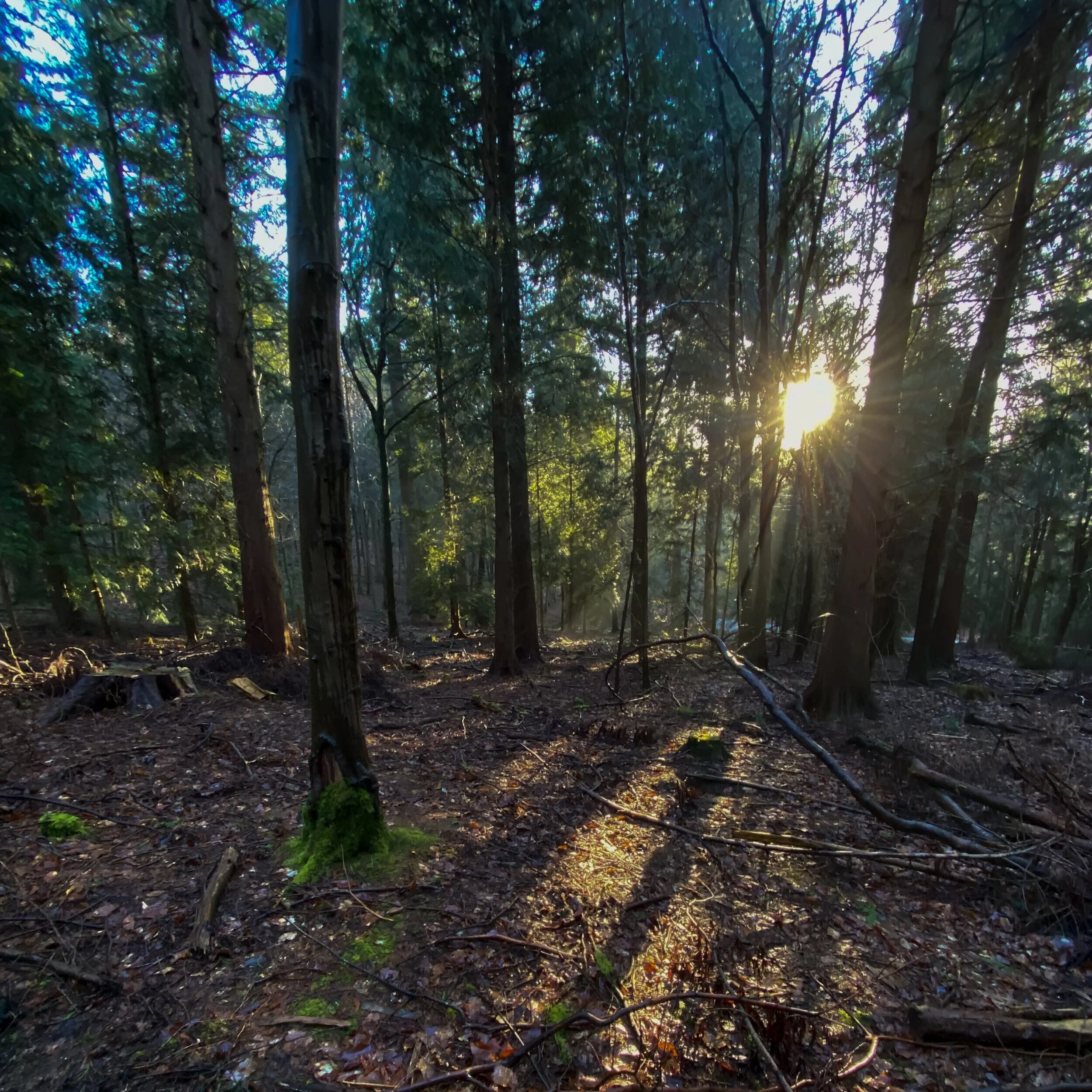 Forest+of+Dean.jpg
