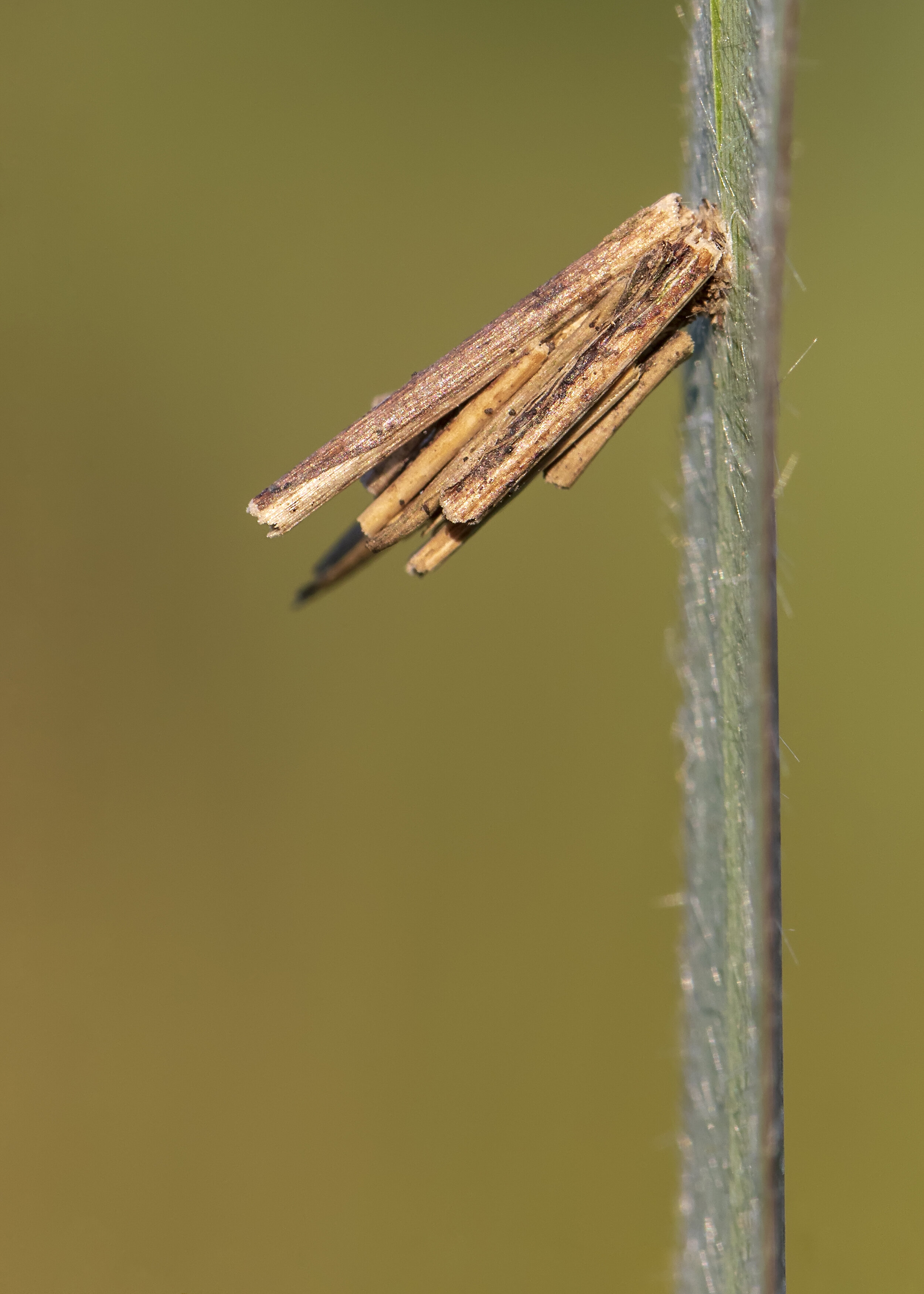 Bagworm Moth Larvae