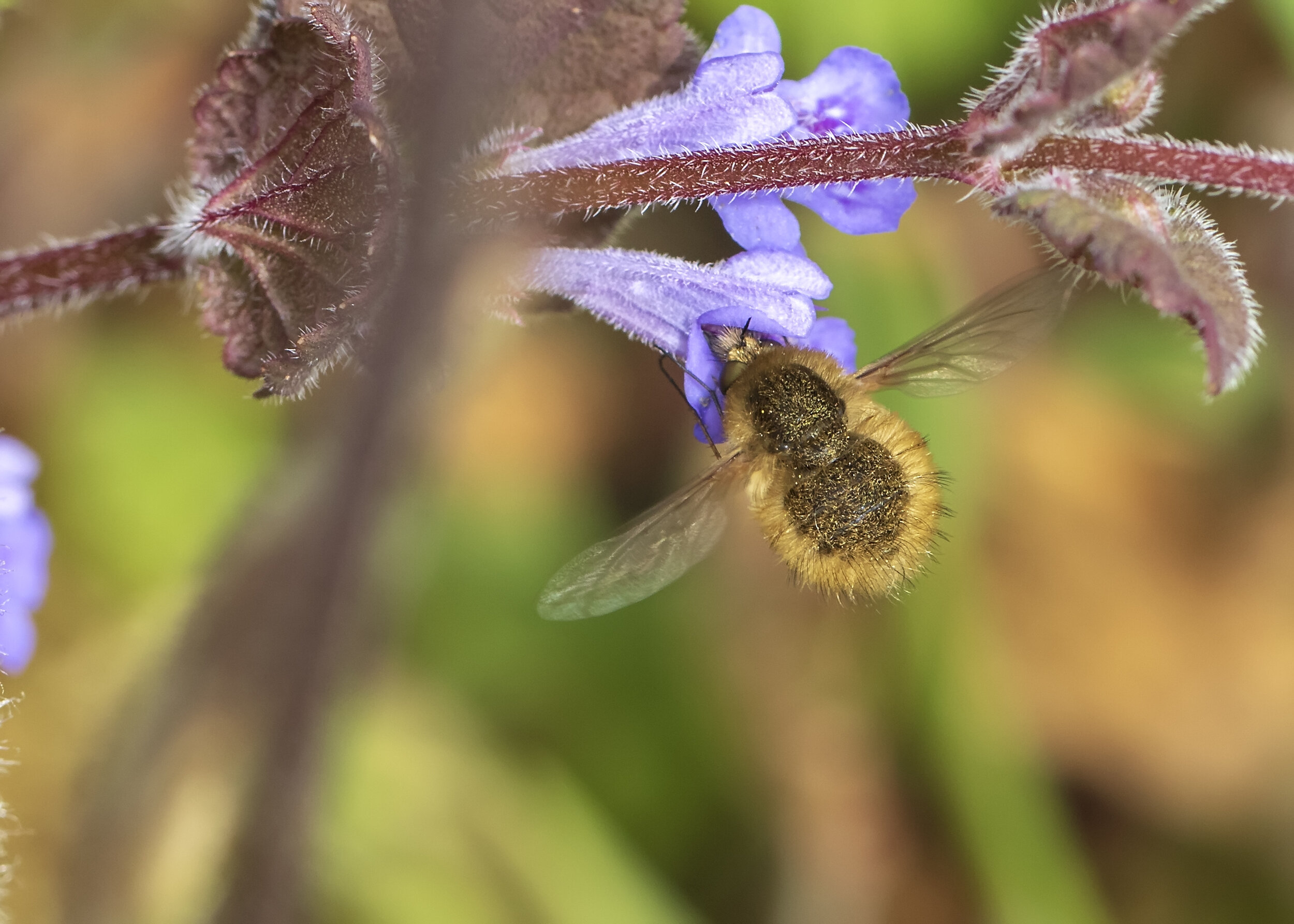 Western bee-fly - Bombylius canescens