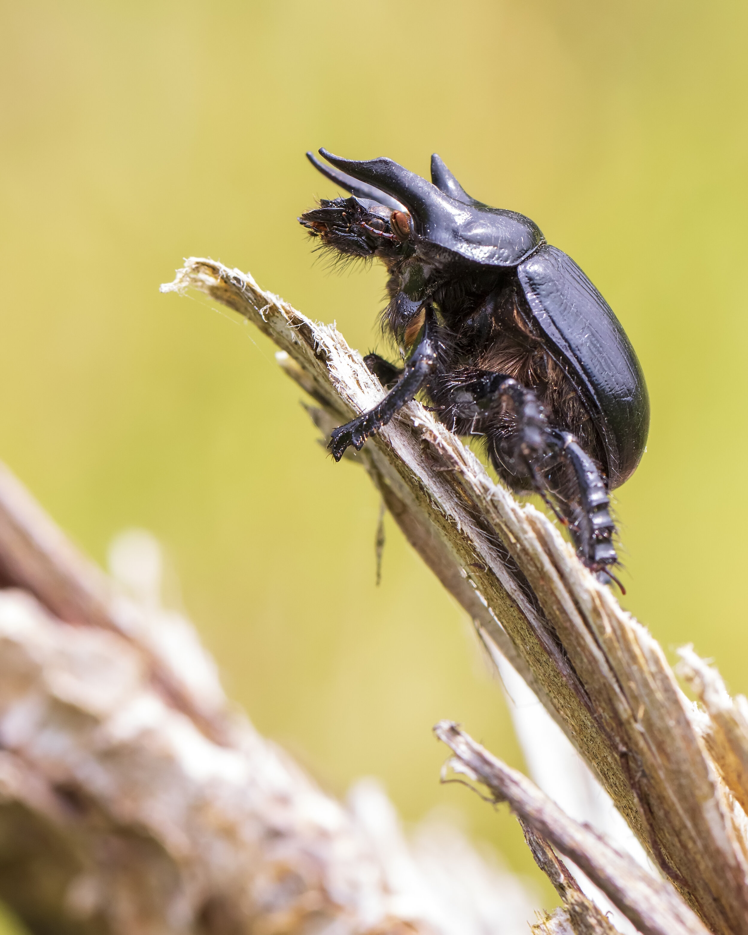 Minotaur Beetle (Male)  