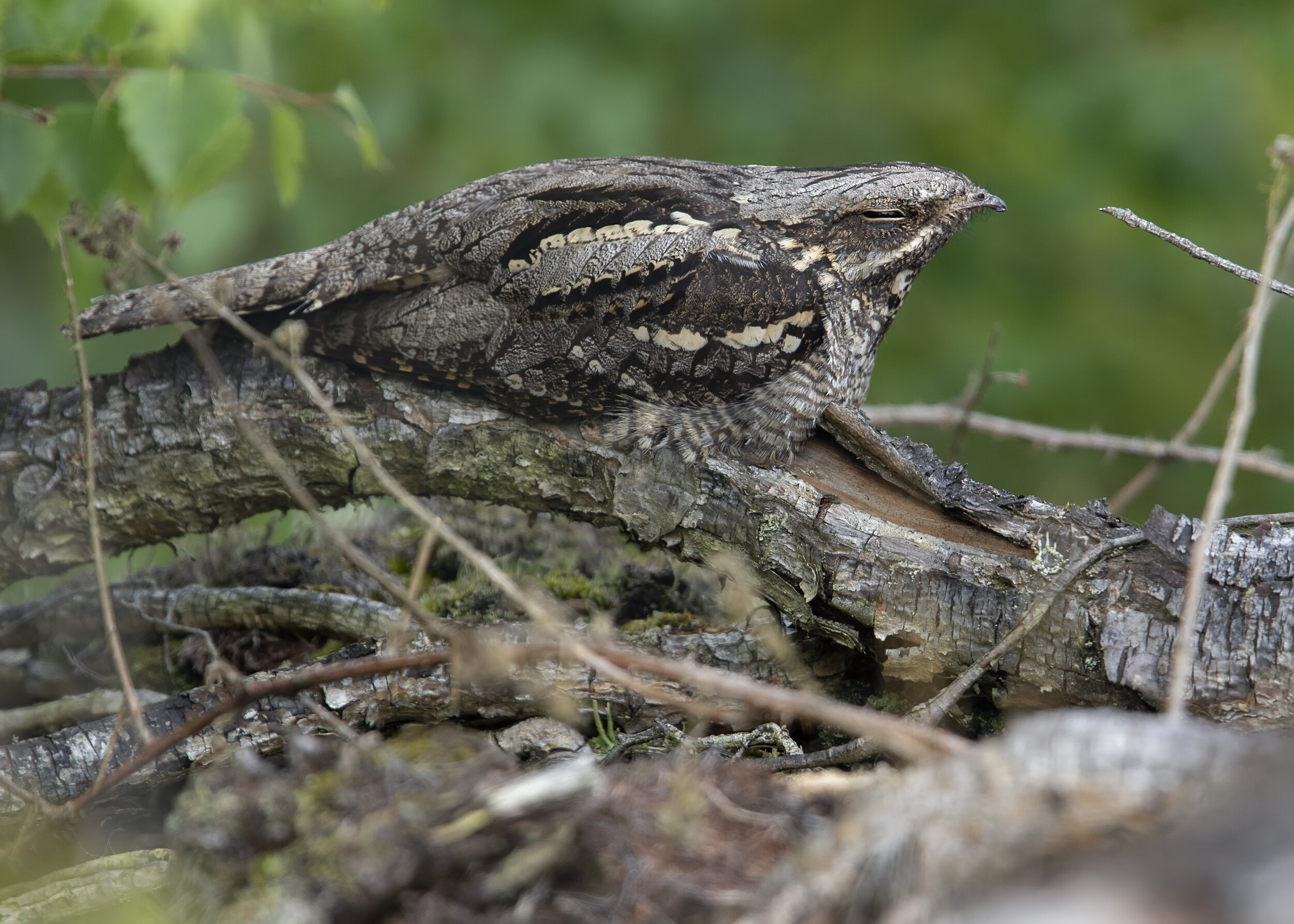 Nightjar Female