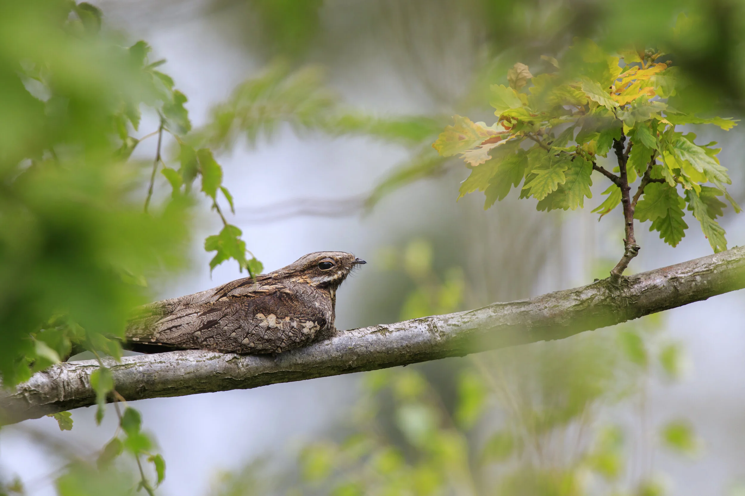 Female Tree - SR1A0592.jpg