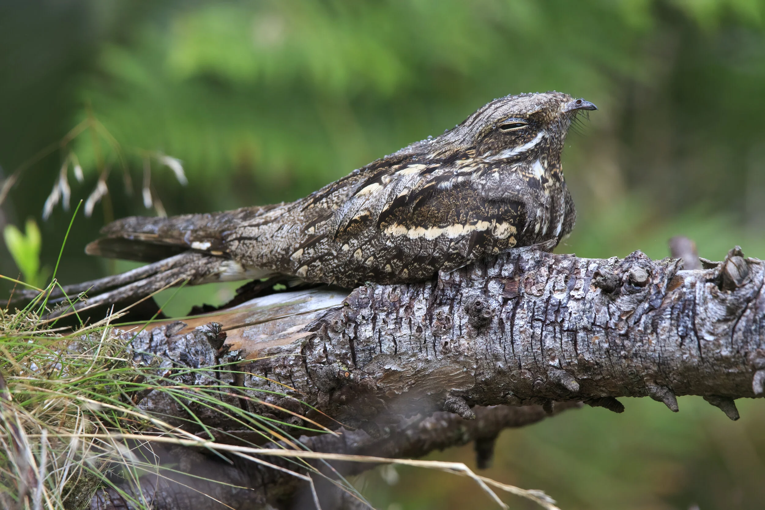 Midnight Log - SR1A0966.jpg