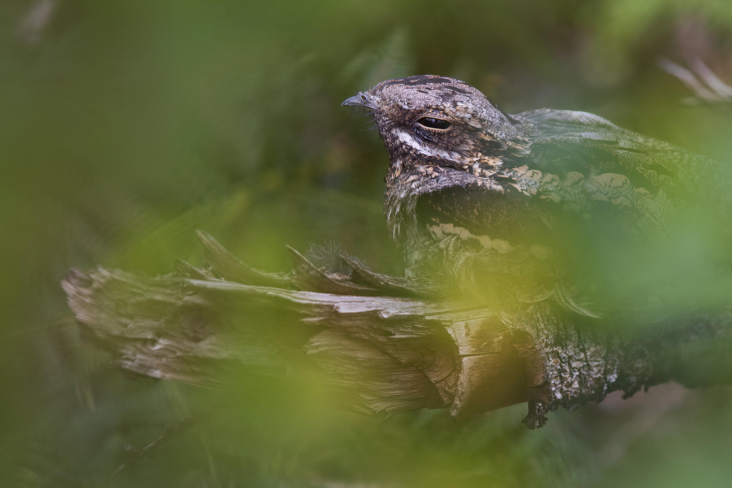 Nightjar Chick N1 - SR1A1717.jpg