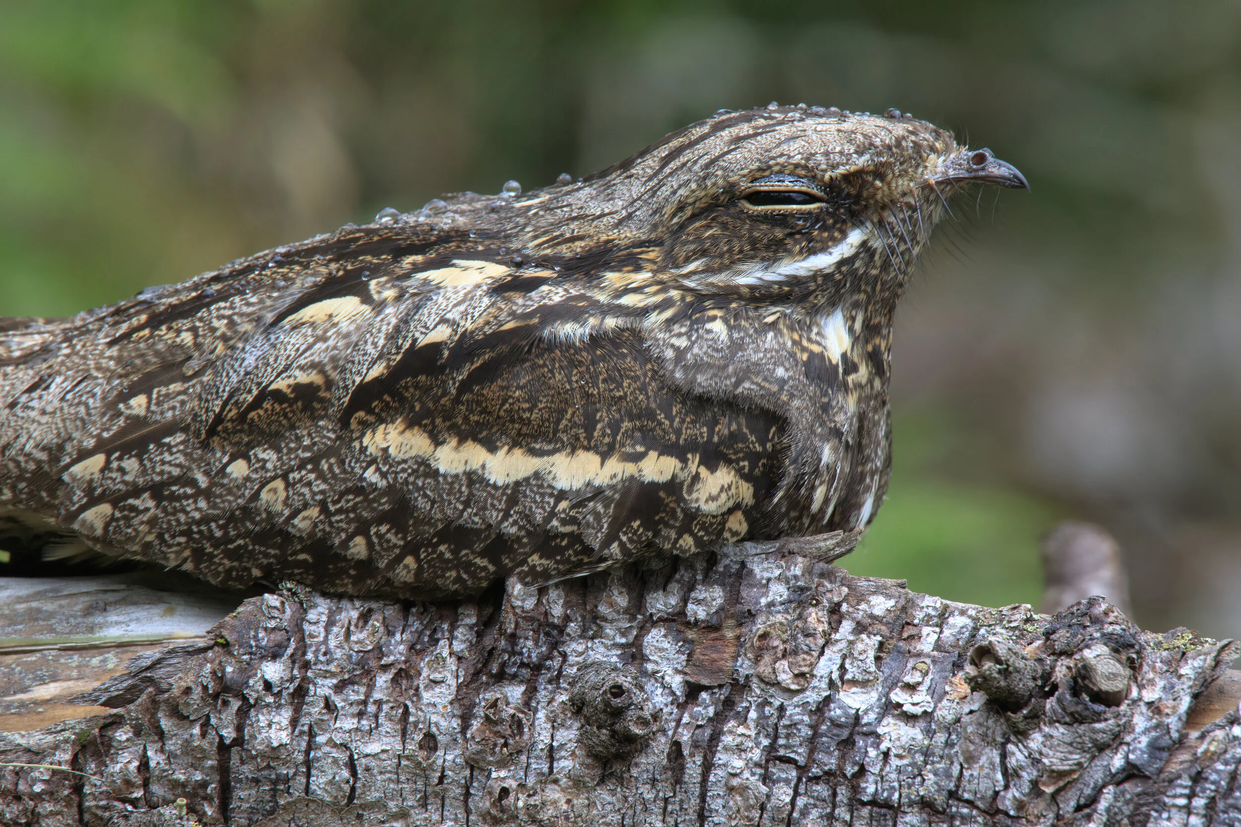 Nightjar Midnight Tight - SR1A1028.jpg